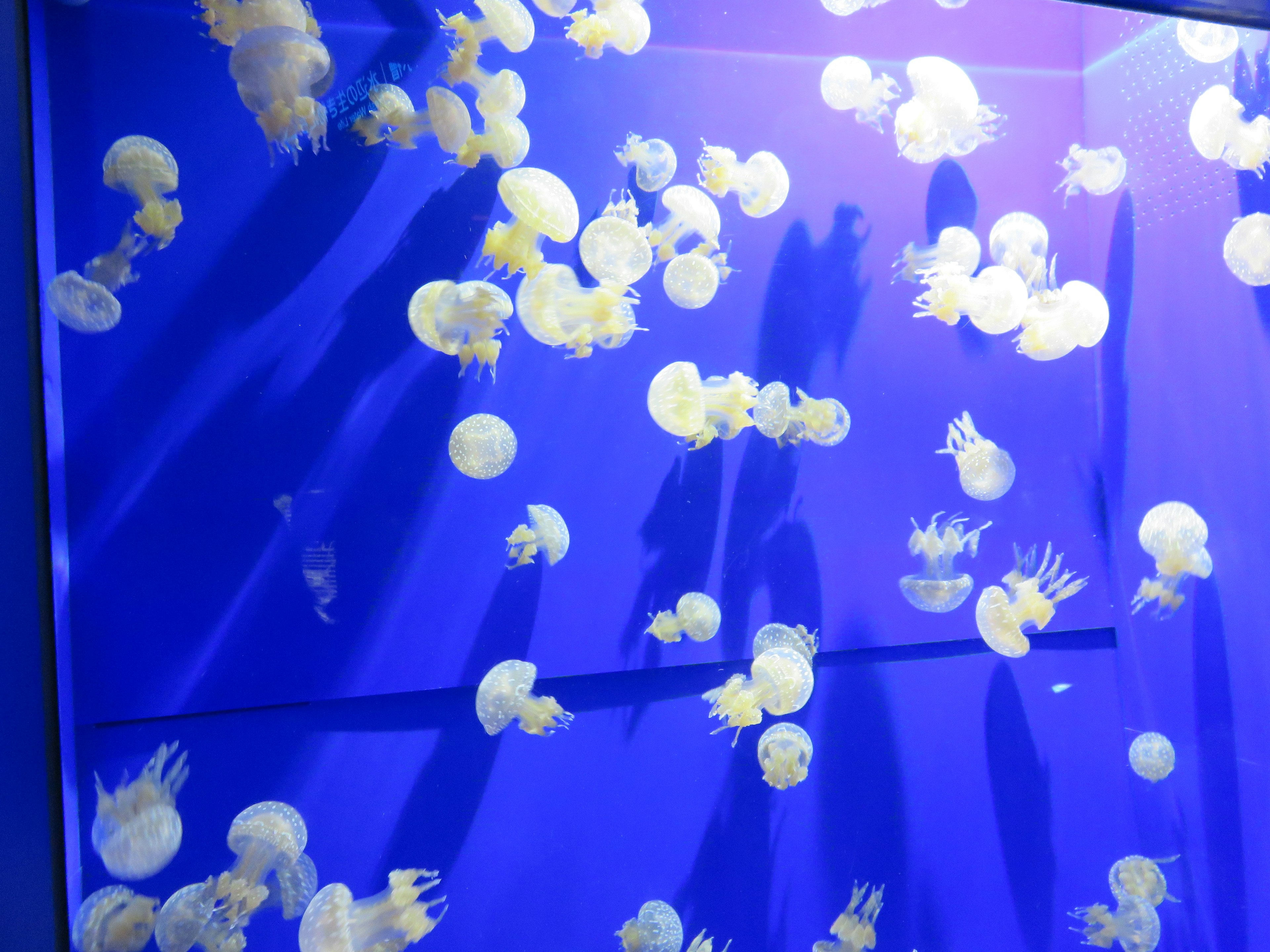 A swarm of jellyfish floating against a blue background