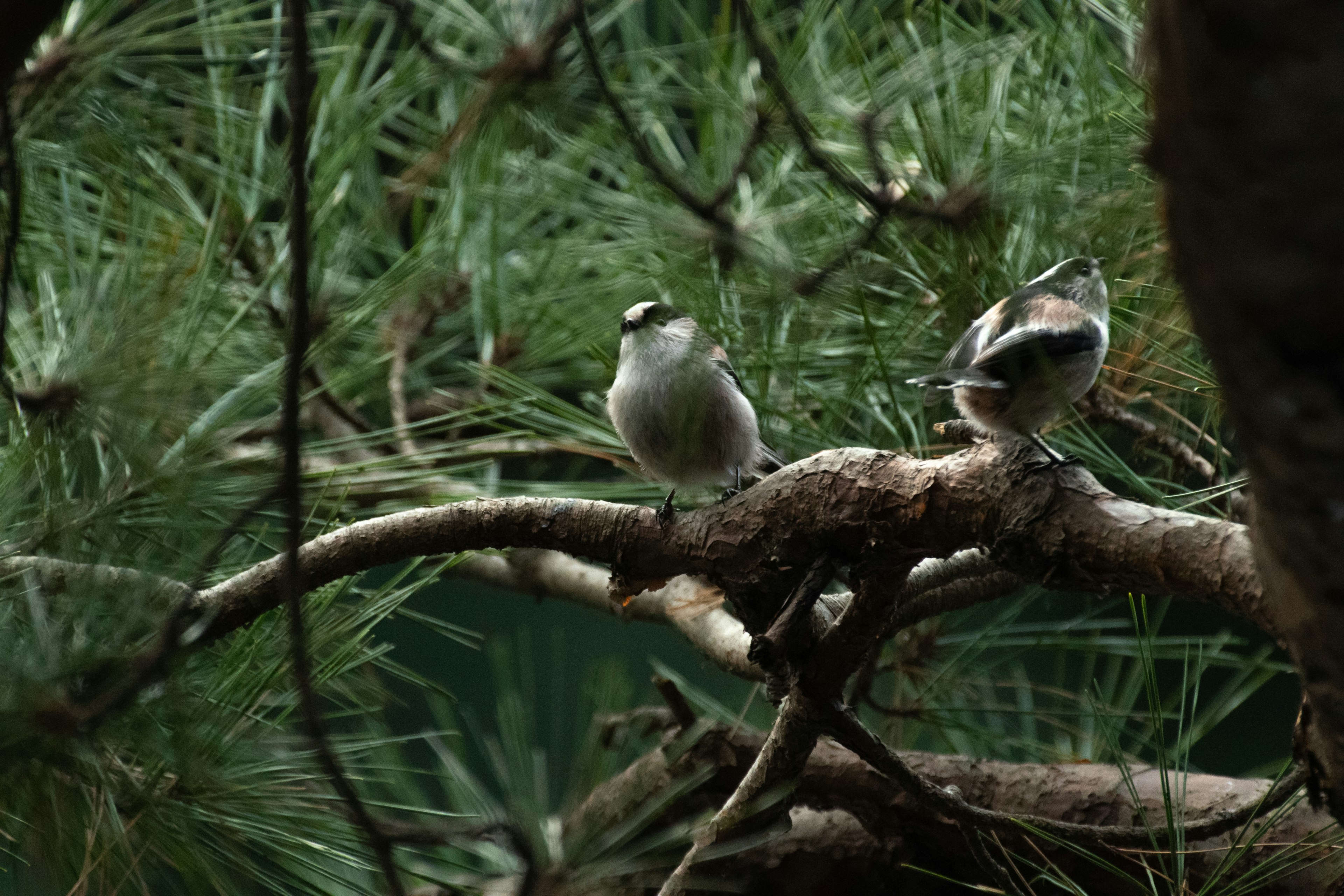 Dos pequeños pájaros posados en una rama con un fondo verde exuberante