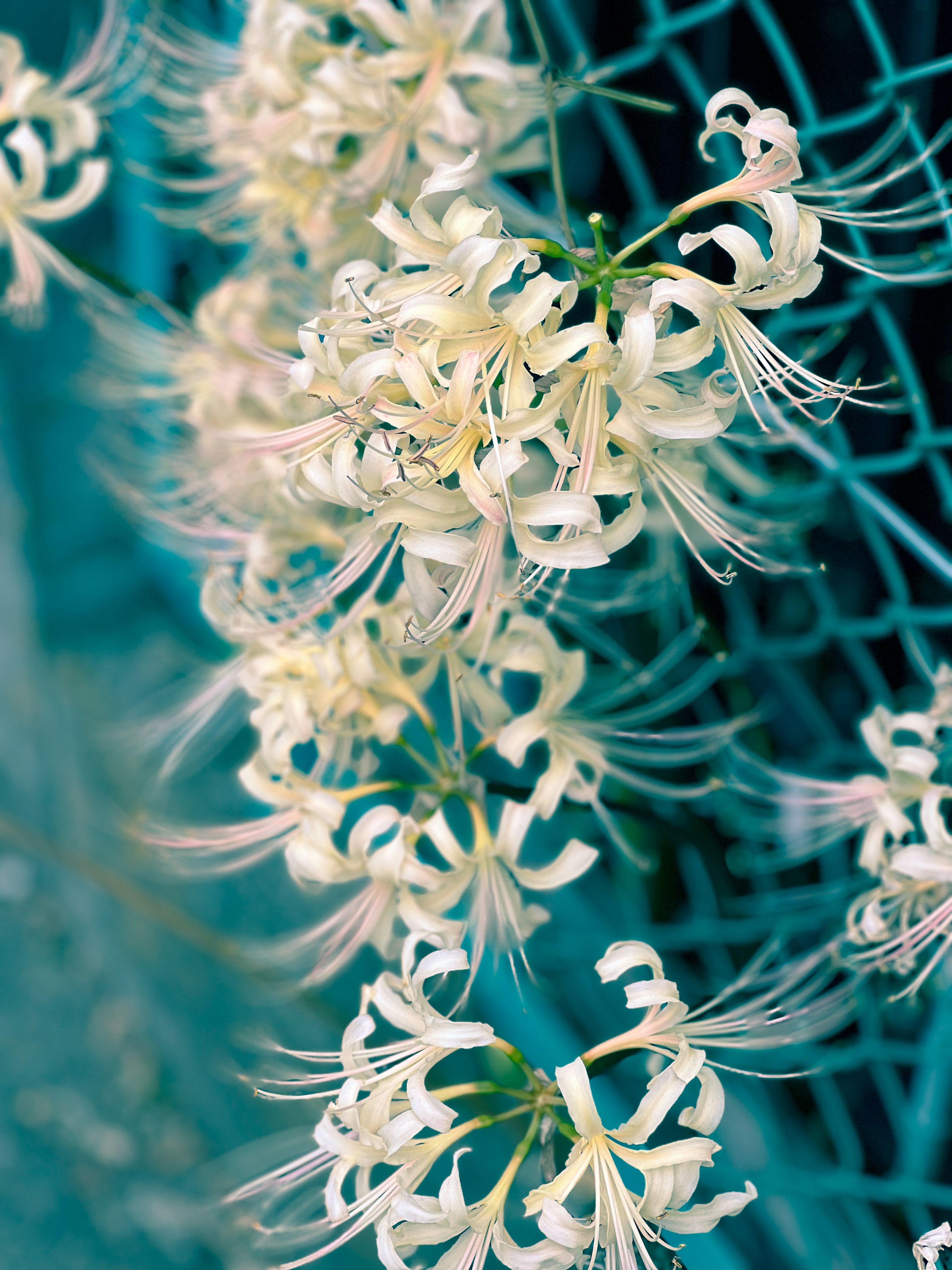 Weiße Blumen blühen vor einem blauen Hintergrund