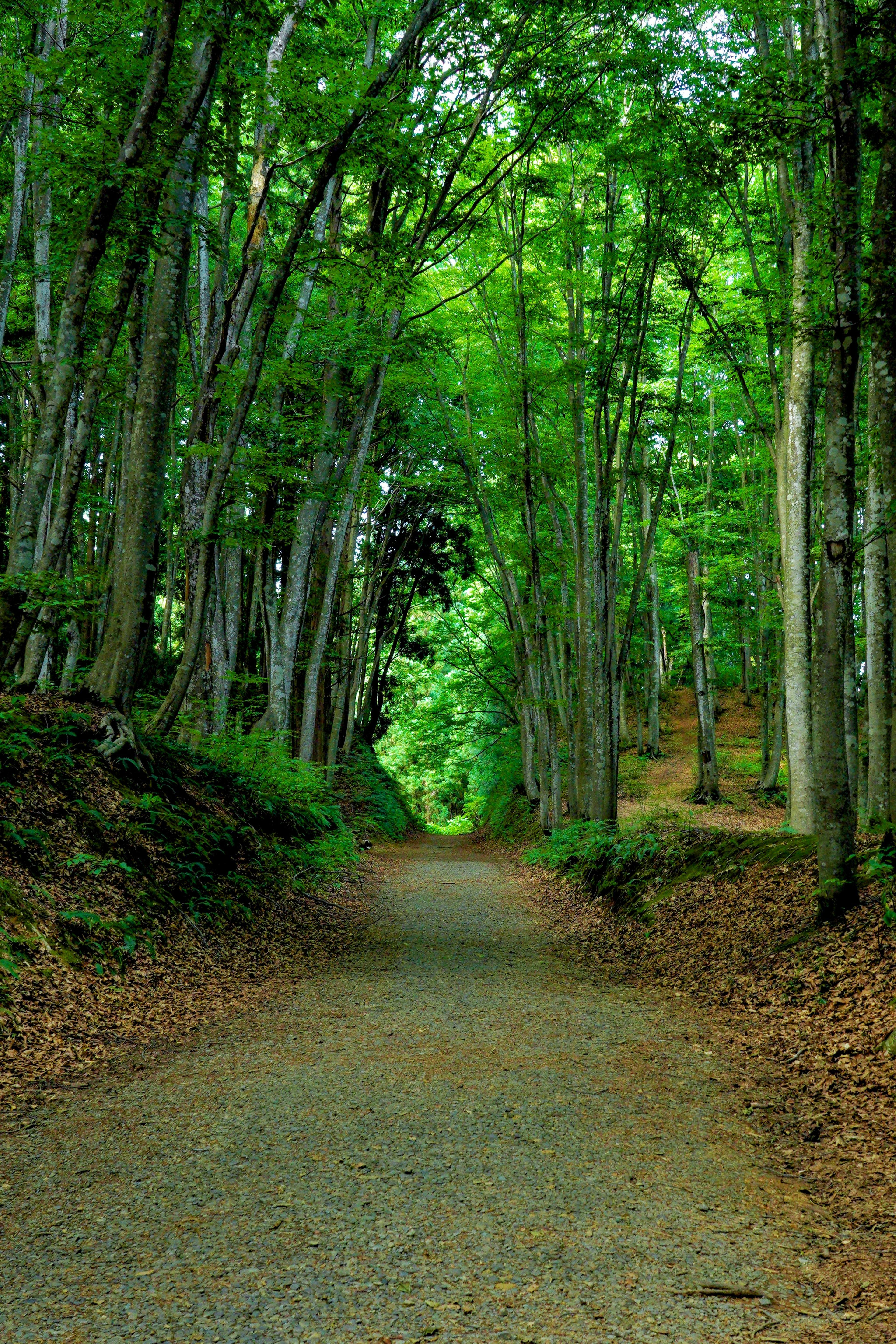 A serene pathway surrounded by lush green trees