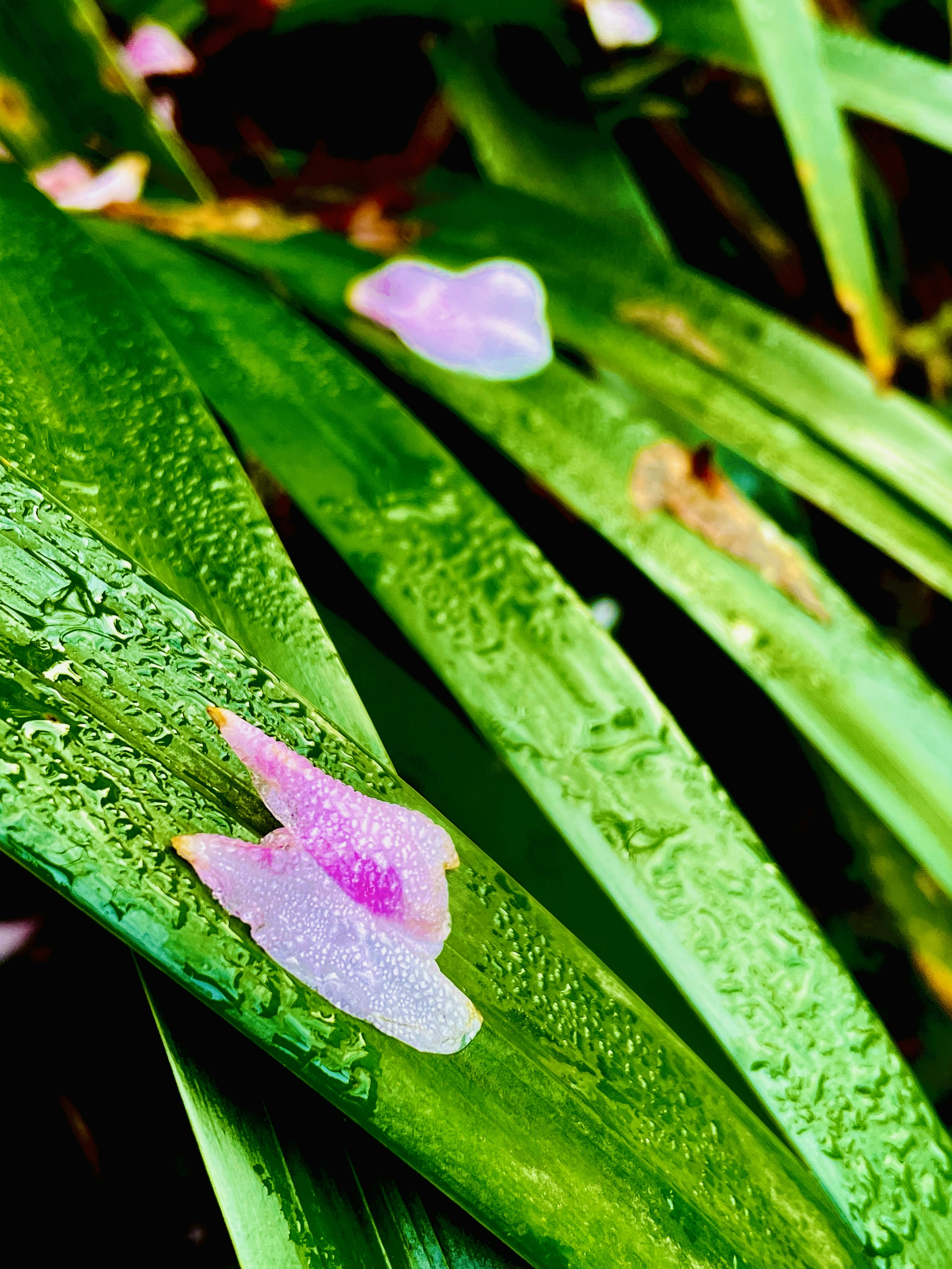 Purple flower petals on green leaves with water droplets