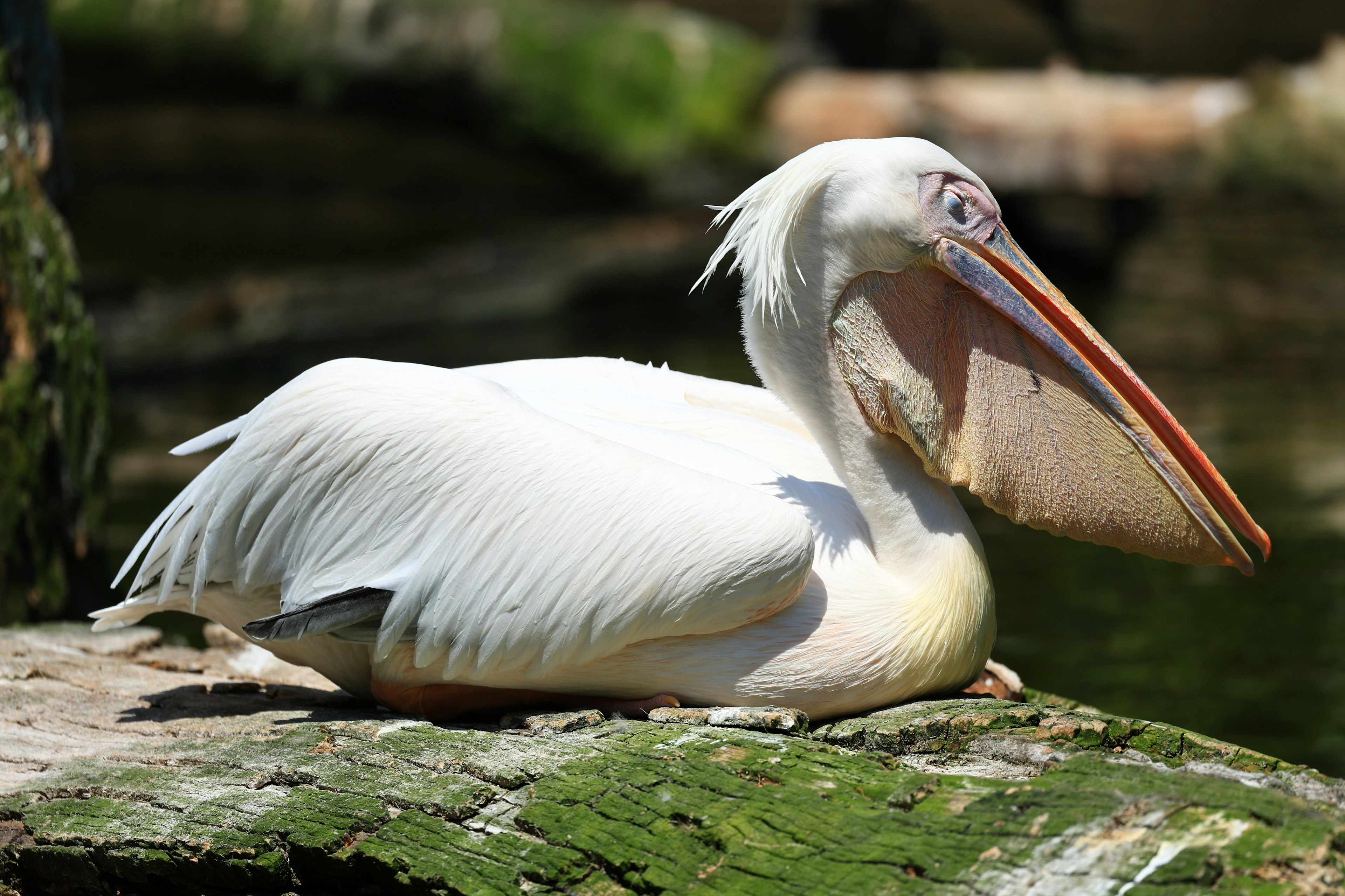 A white pelican resting on a log by the water