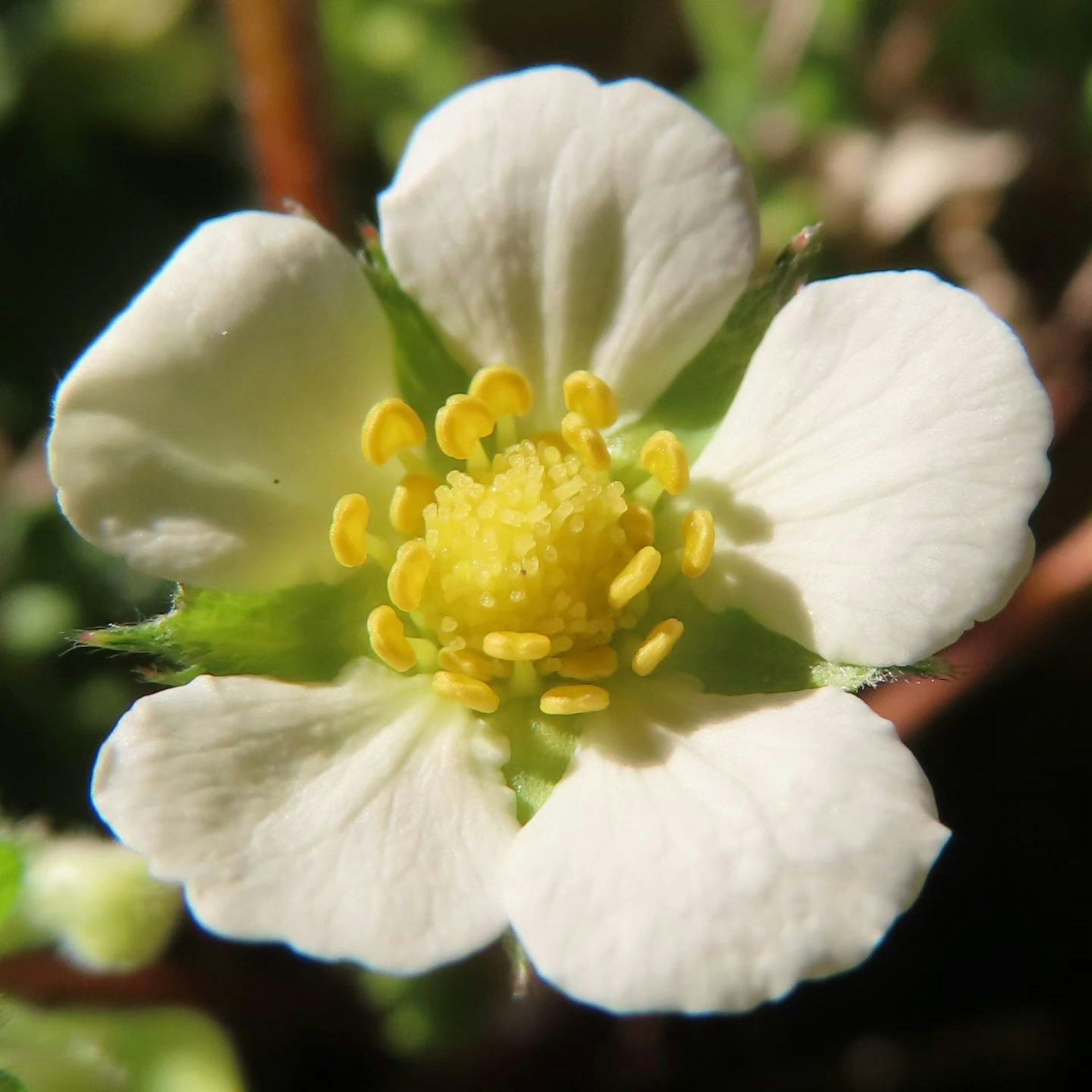 Acercamiento de una flor de fresa blanca con estambres amarillos en el centro