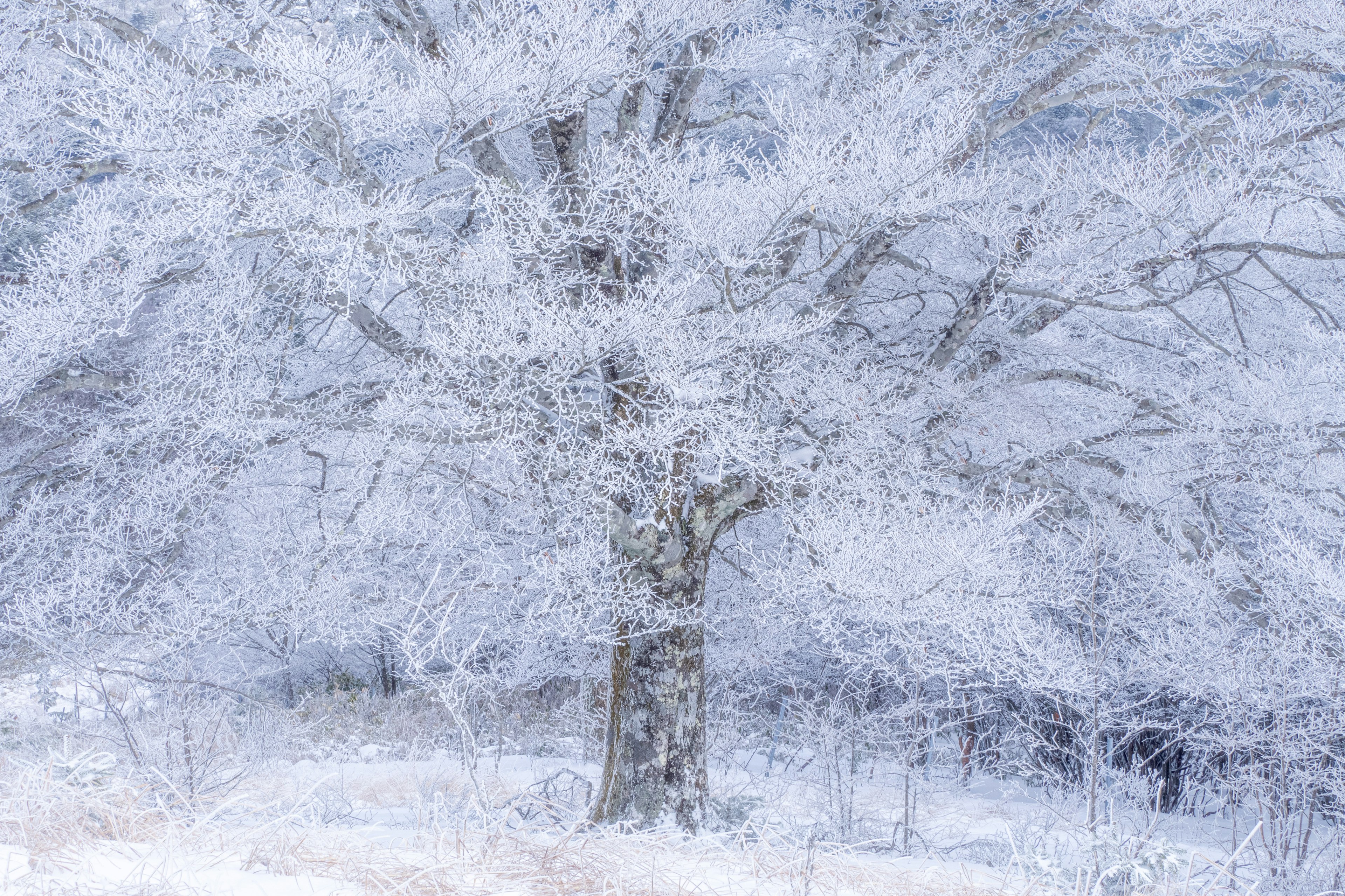 Un gran árbol cubierto de nieve en un paisaje invernal