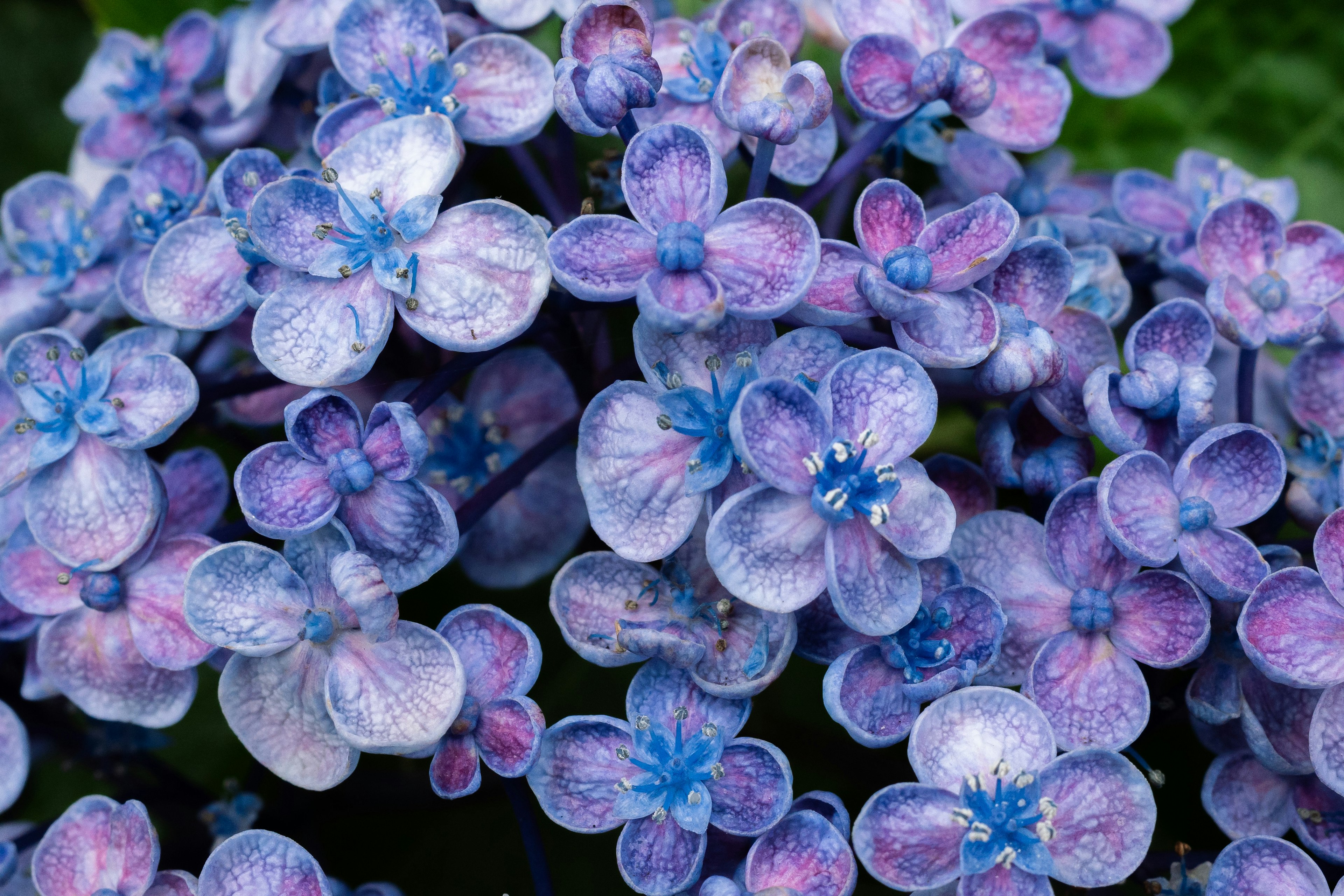 青紫色の花が咲く植物のクローズアップ