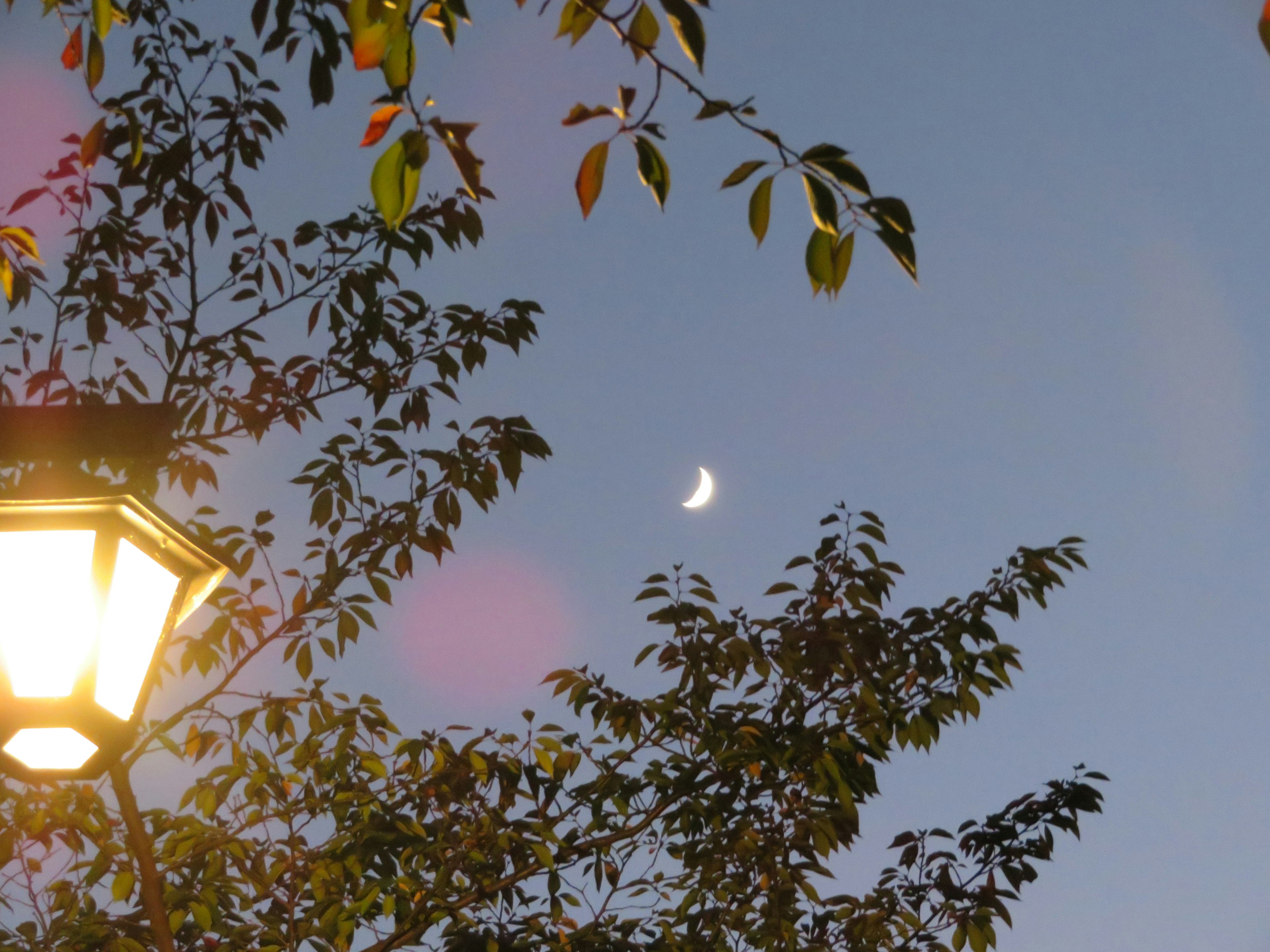 A crescent moon visible in a blue sky framed by tree leaves and a street lamp