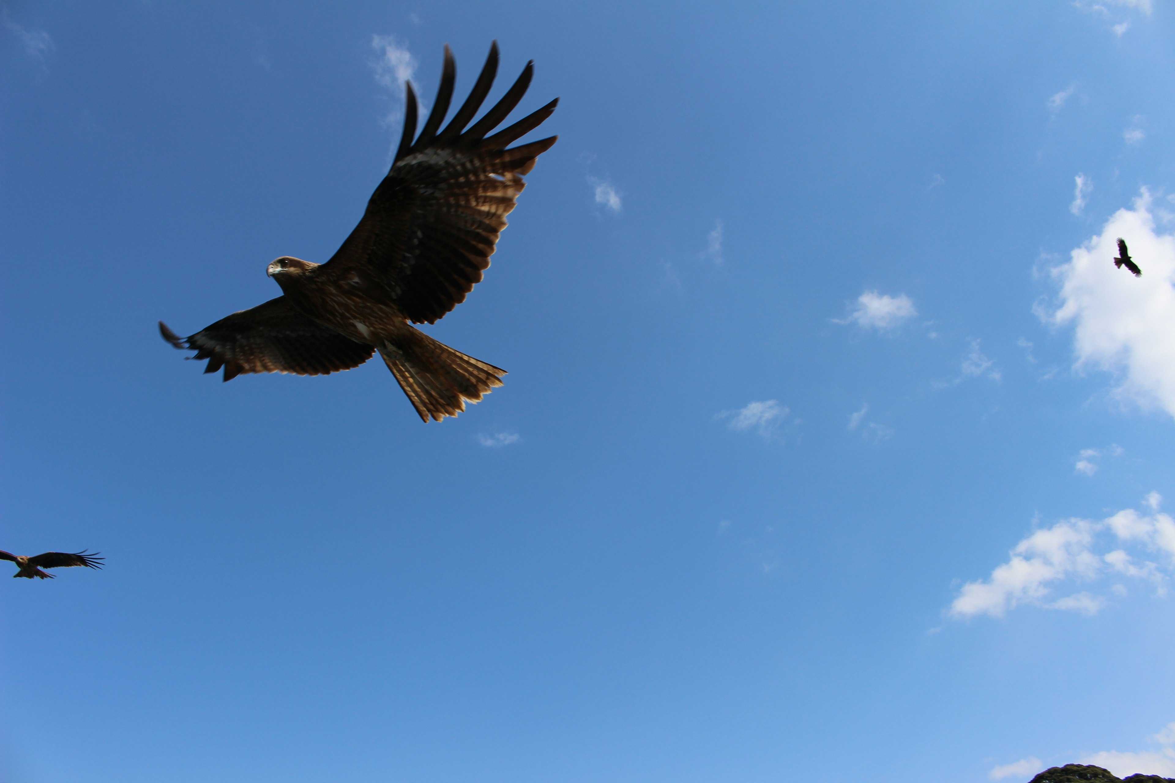 青空を背景に飛ぶ鷲の姿羽を広げて優雅に飛翔