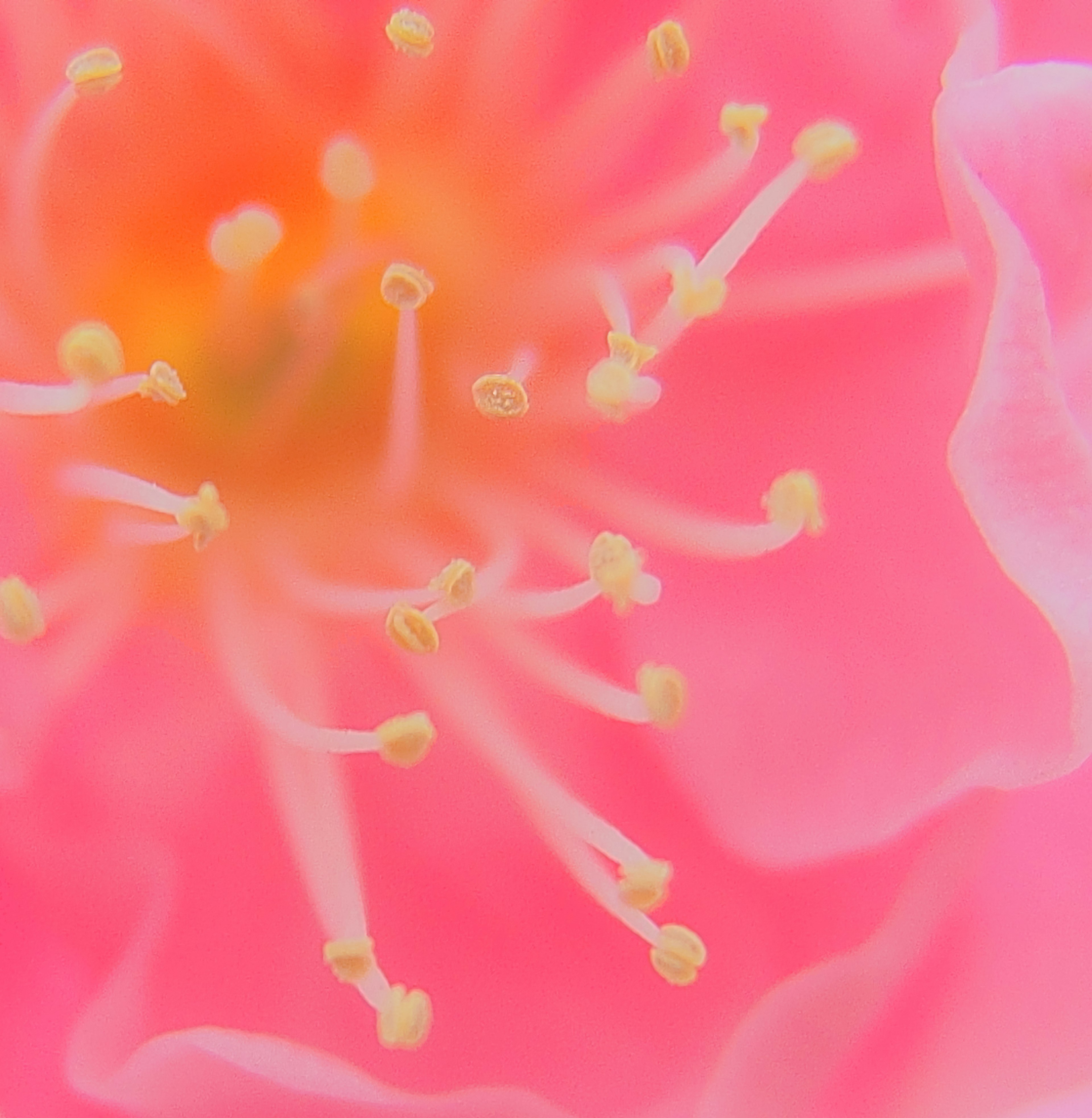 鮮やかなピンクの花の中心部にある黄色い雄しべと雌しべの詳細