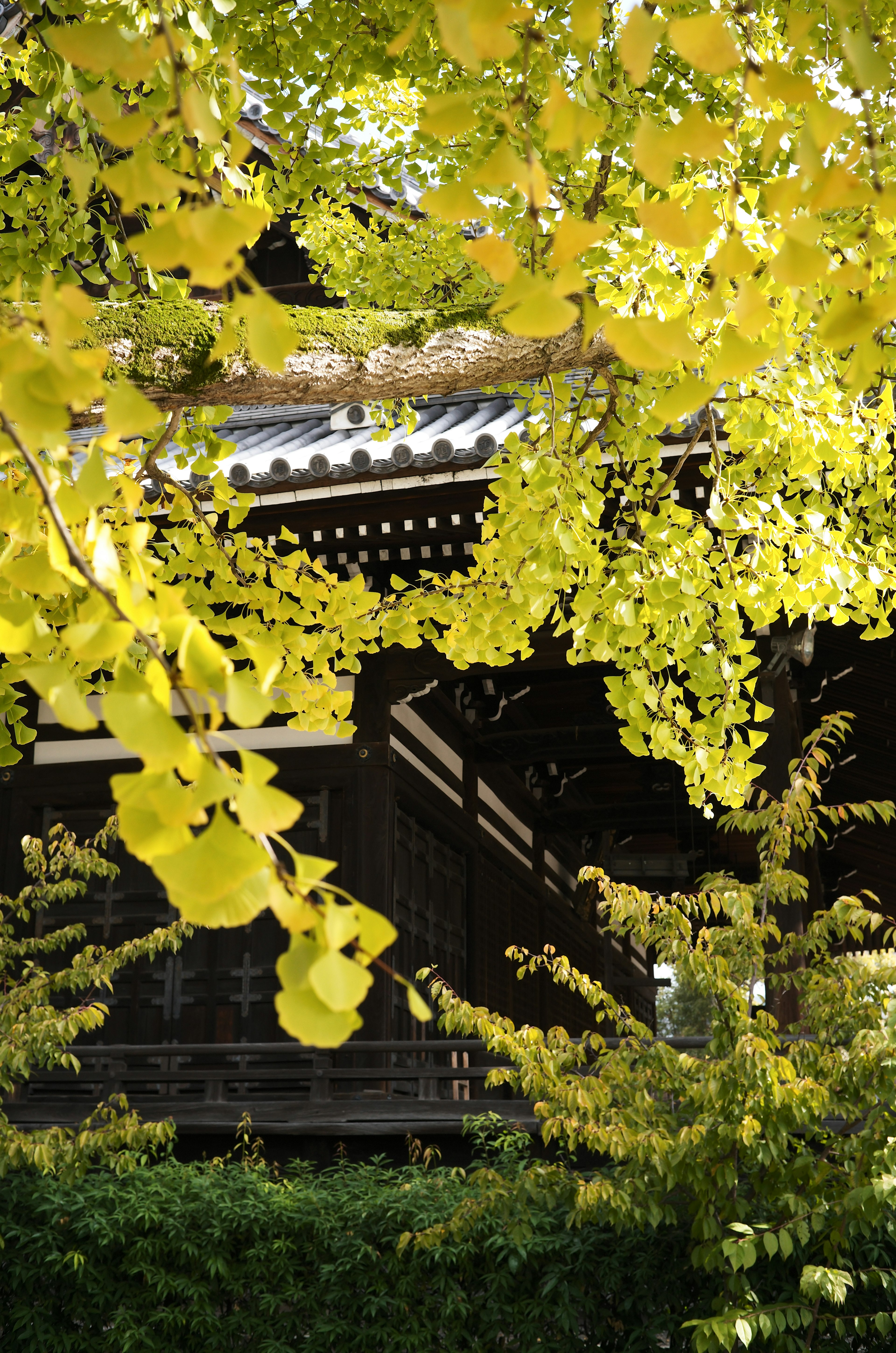 黄色い葉に囲まれた伝統的な建物の一部