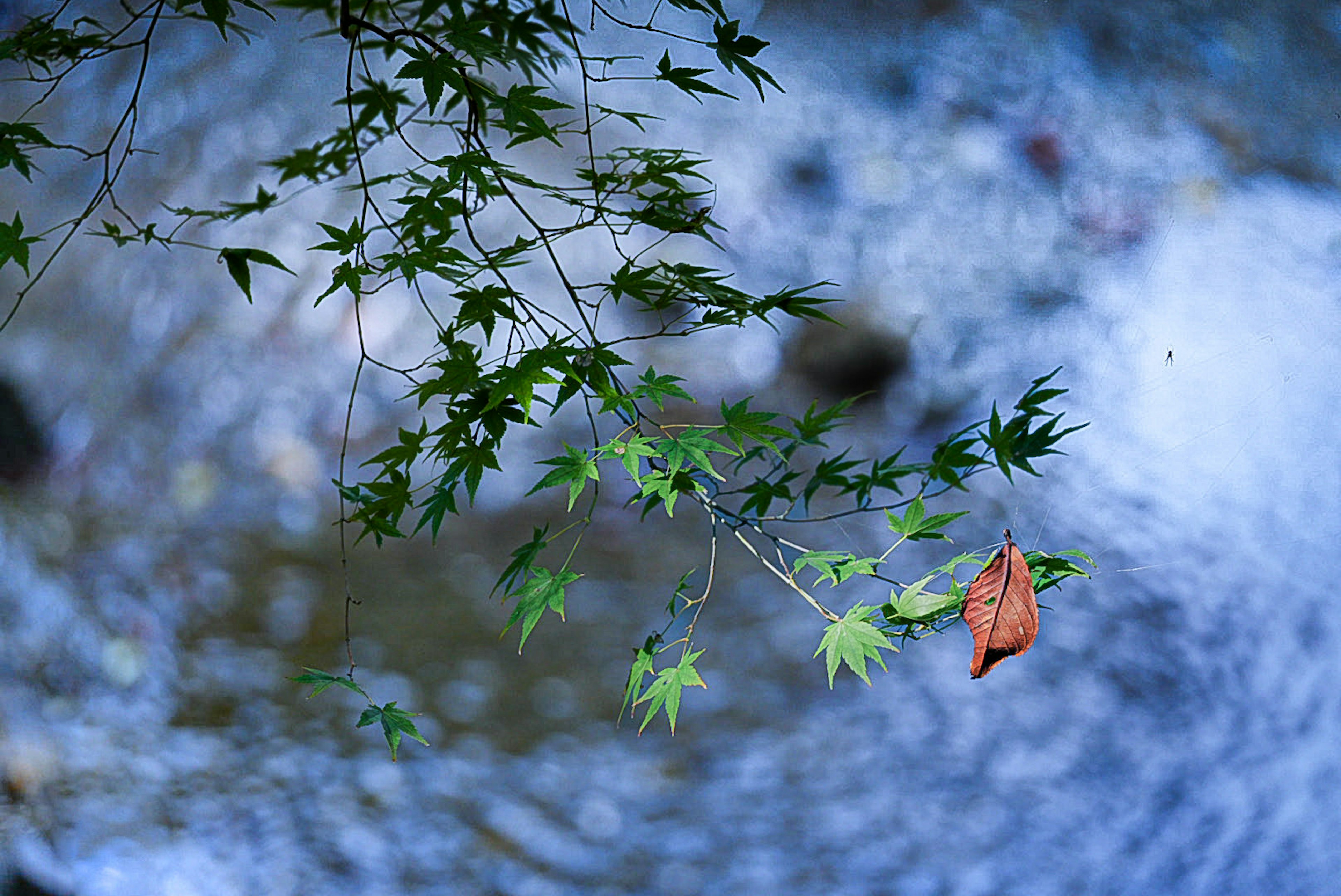 Feuilles vertes et une feuille brune au-dessus d'une surface d'eau bleue