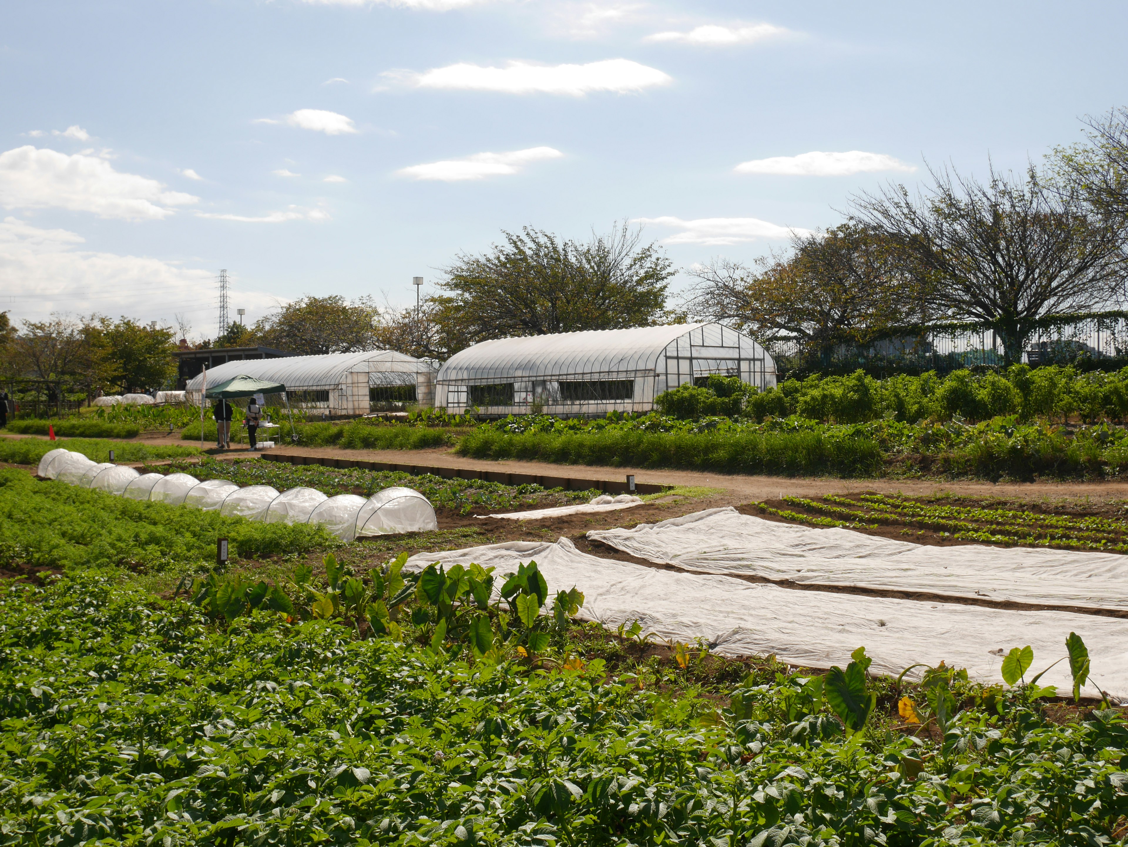 Campo verde con invernaderos y cultivos