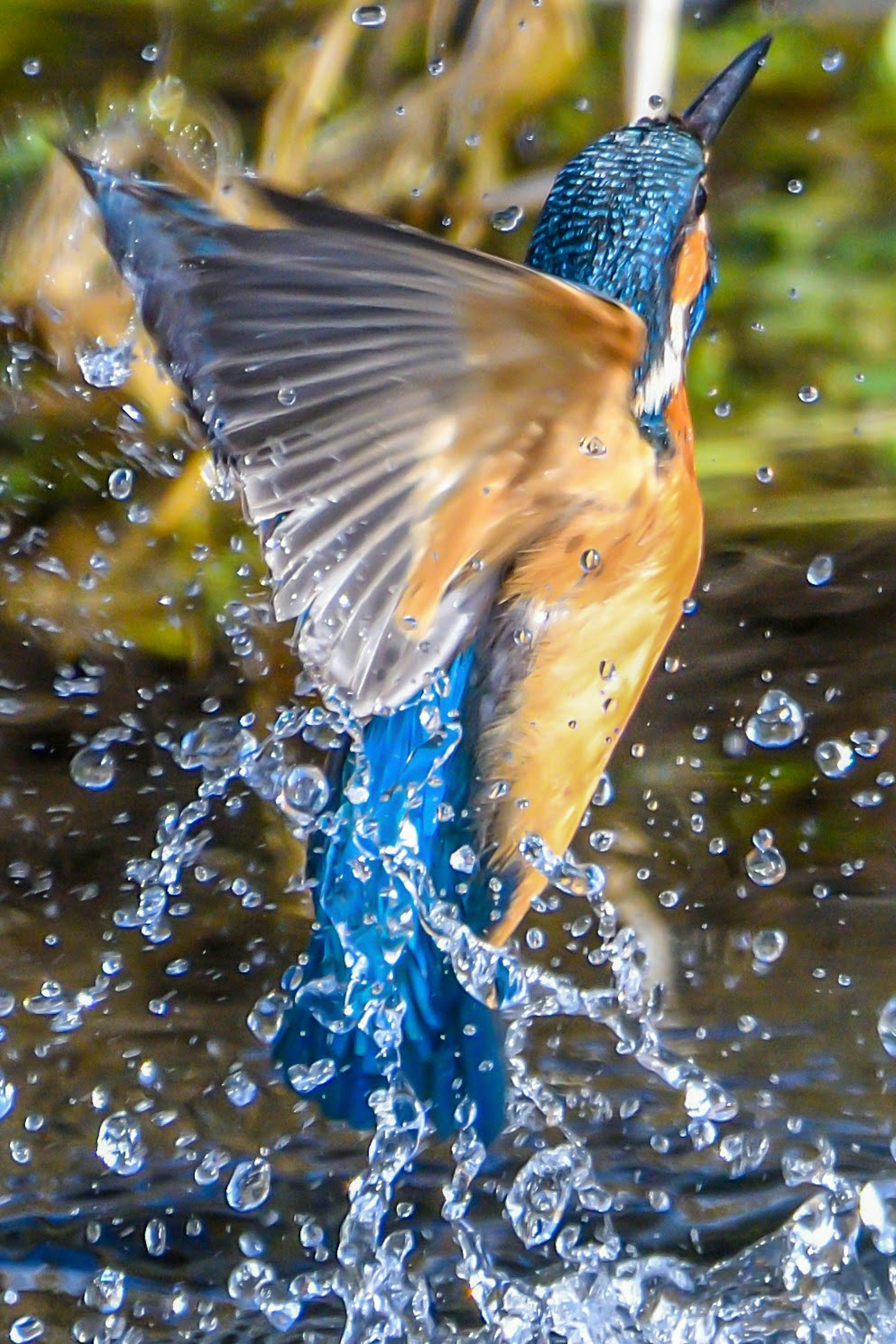 Eisvogel schlägt mit den Flügeln über Wasser lebendige blaue und orangefarbene Federn funkelnde Tropfen