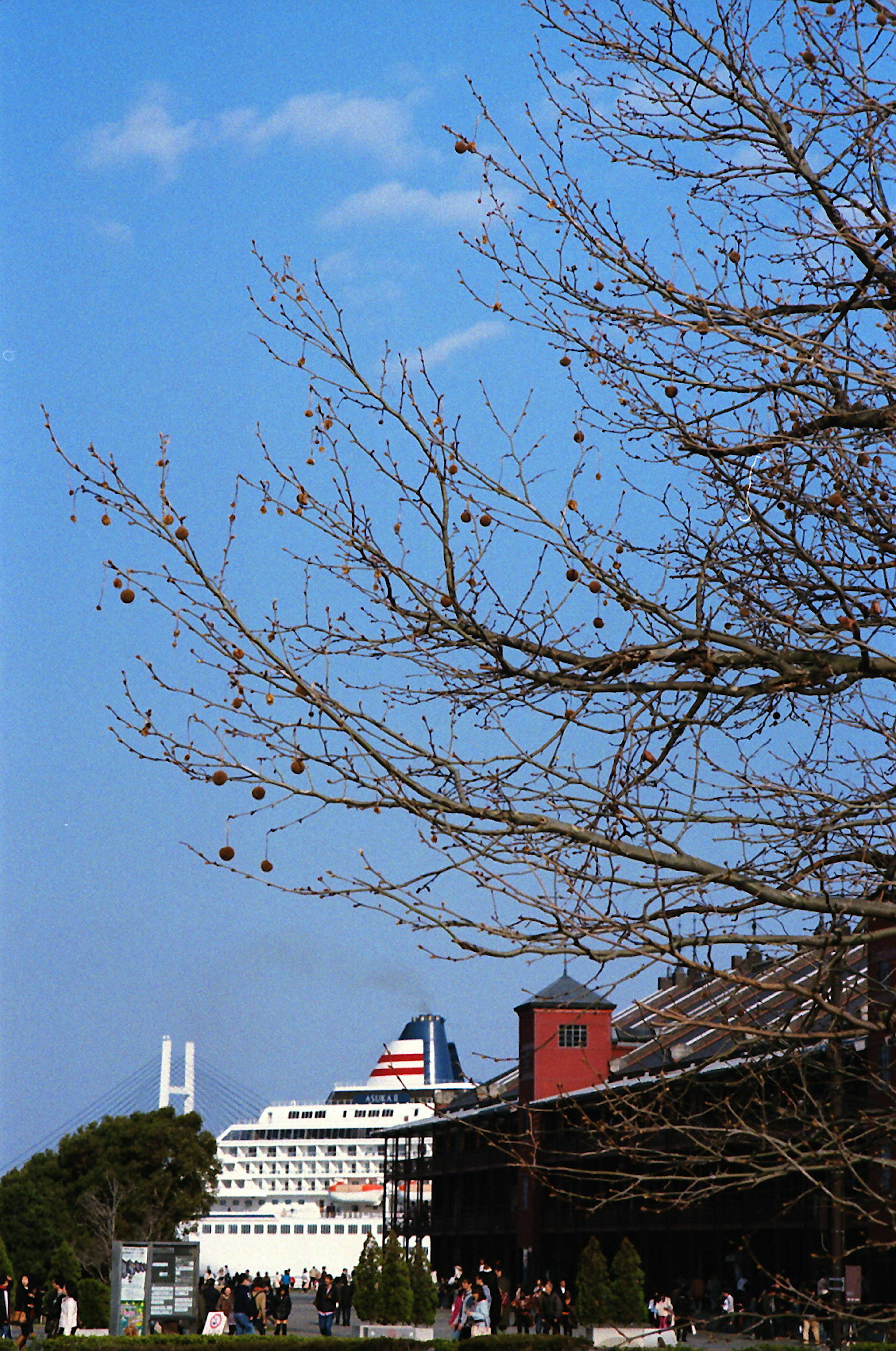 Bateau de croisière sous un ciel bleu avec des branches d'arbre d'hiver