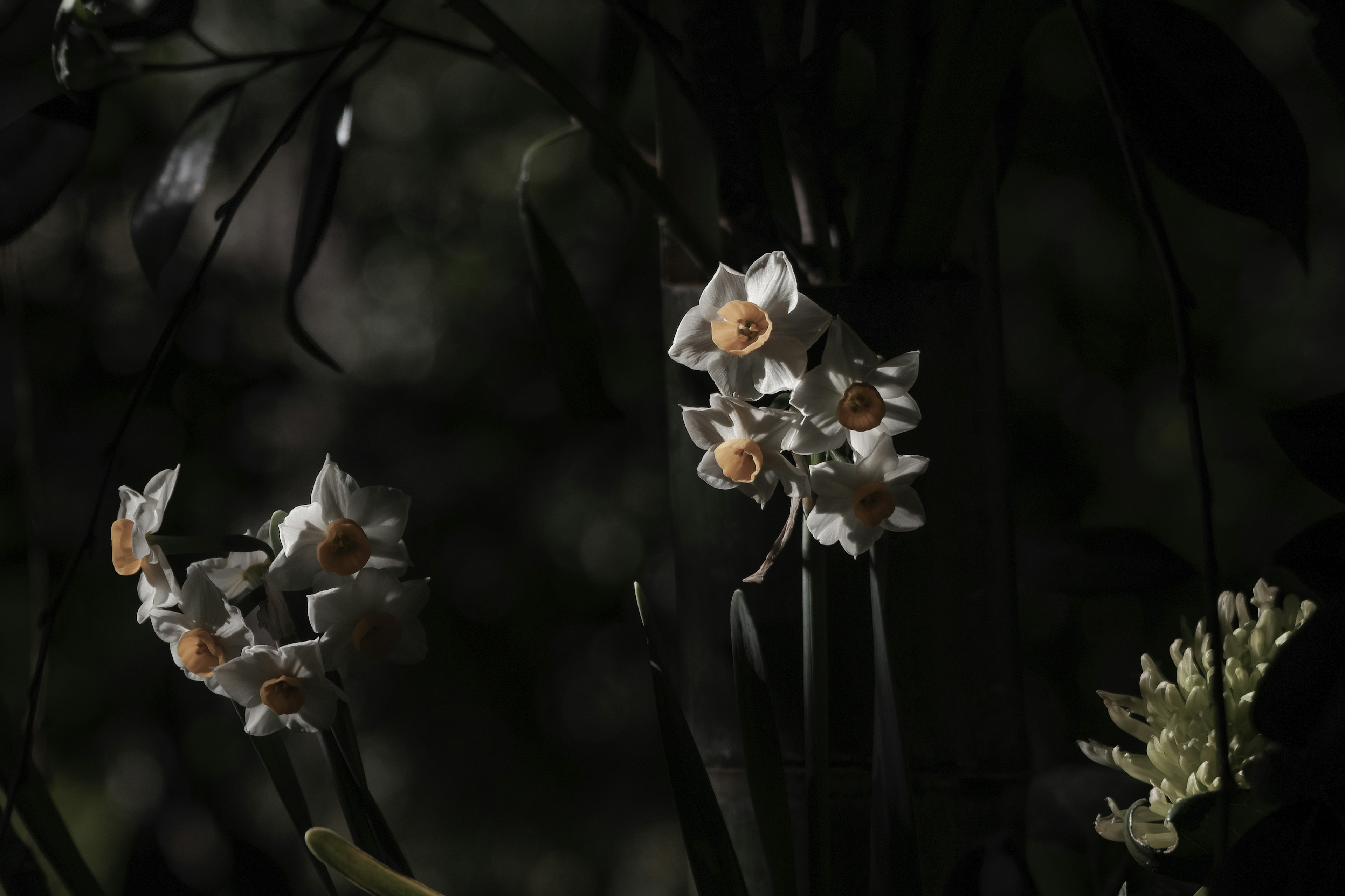 Primer plano de flores blancas floreciendo contra un fondo oscuro