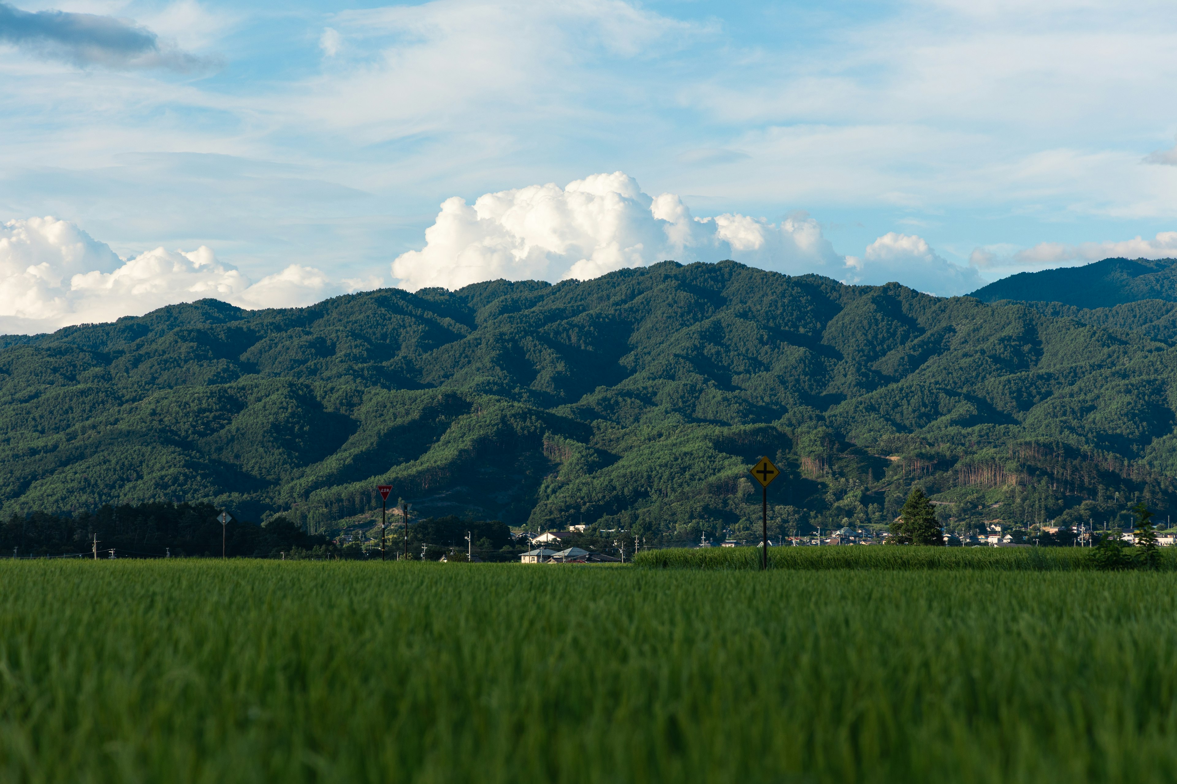 Campos de arroz verdes con montañas al fondo