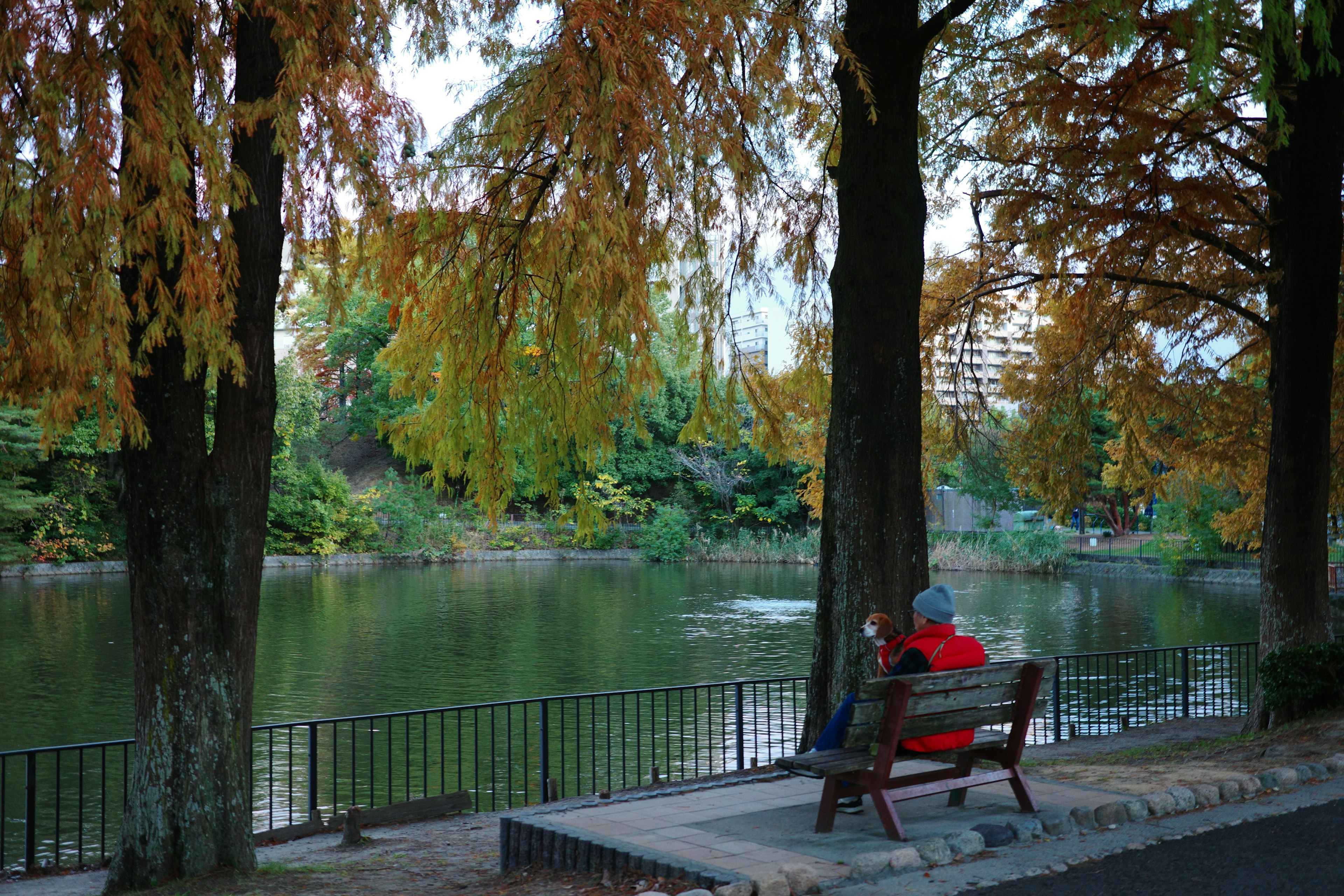 Personne assise sur un banc au bord de la rivière dans un parc d'automne