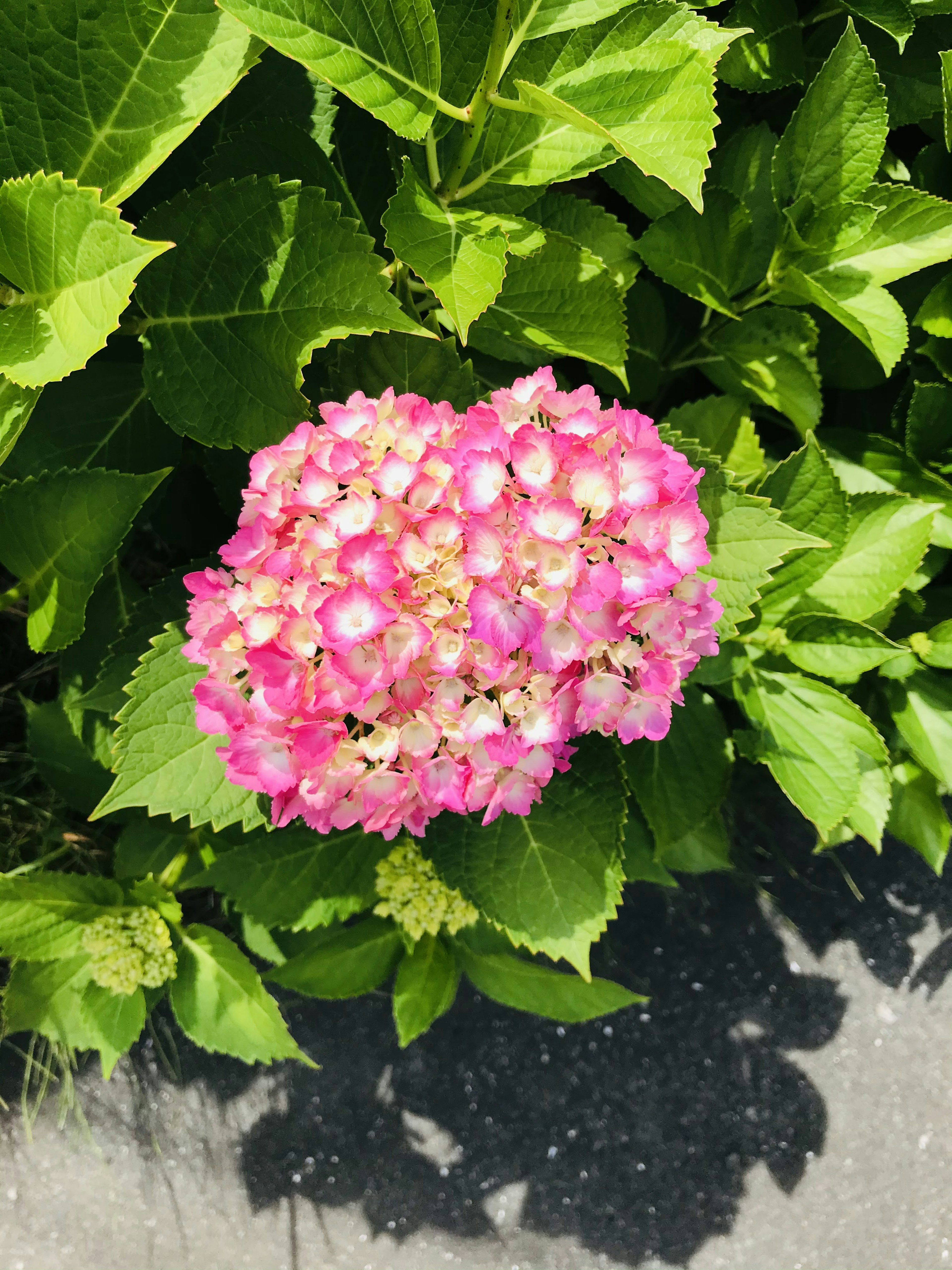 鮮やかなピンクのアジサイの花が緑の葉に囲まれている