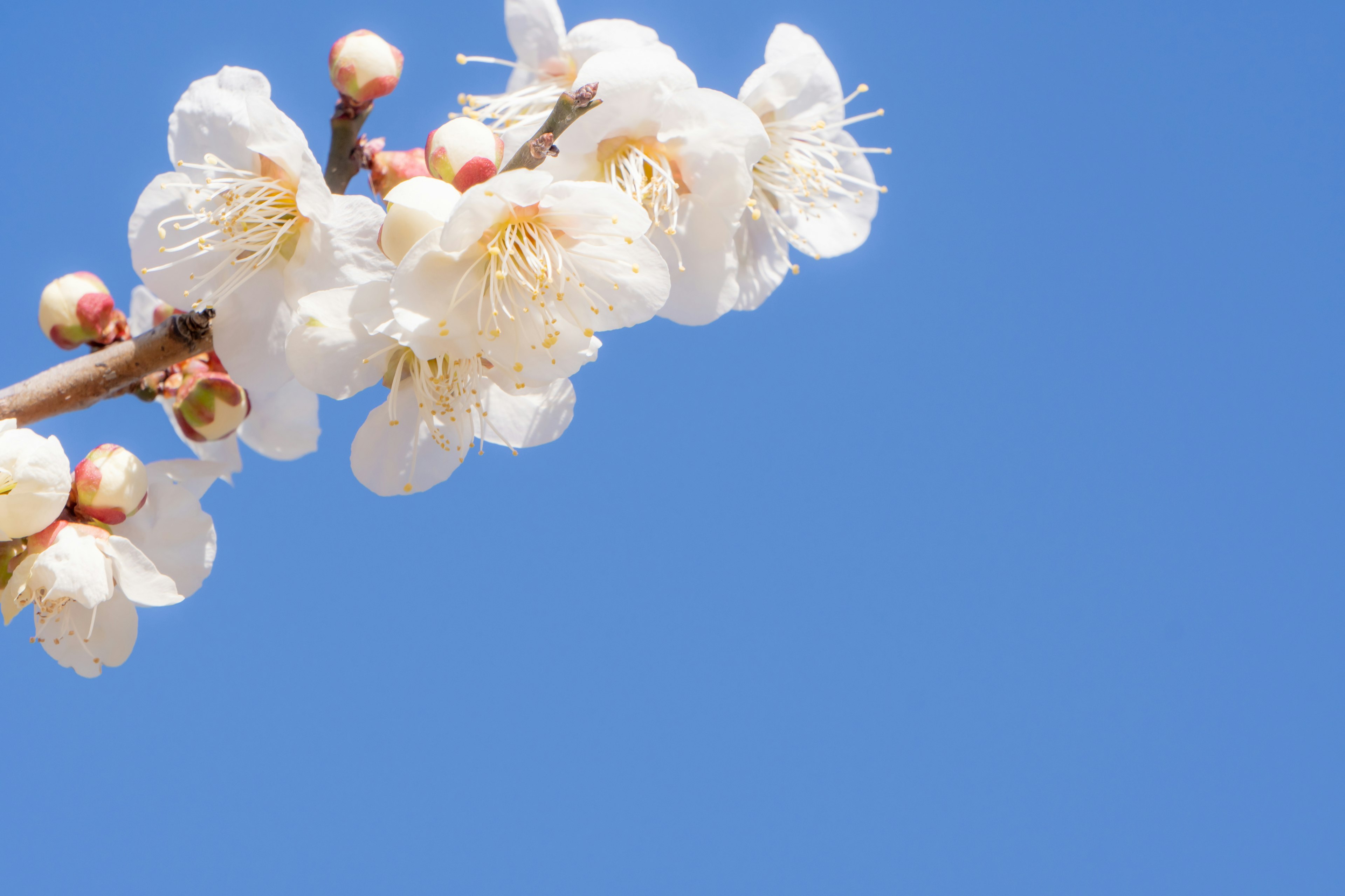 Branch of white flowers against a blue sky