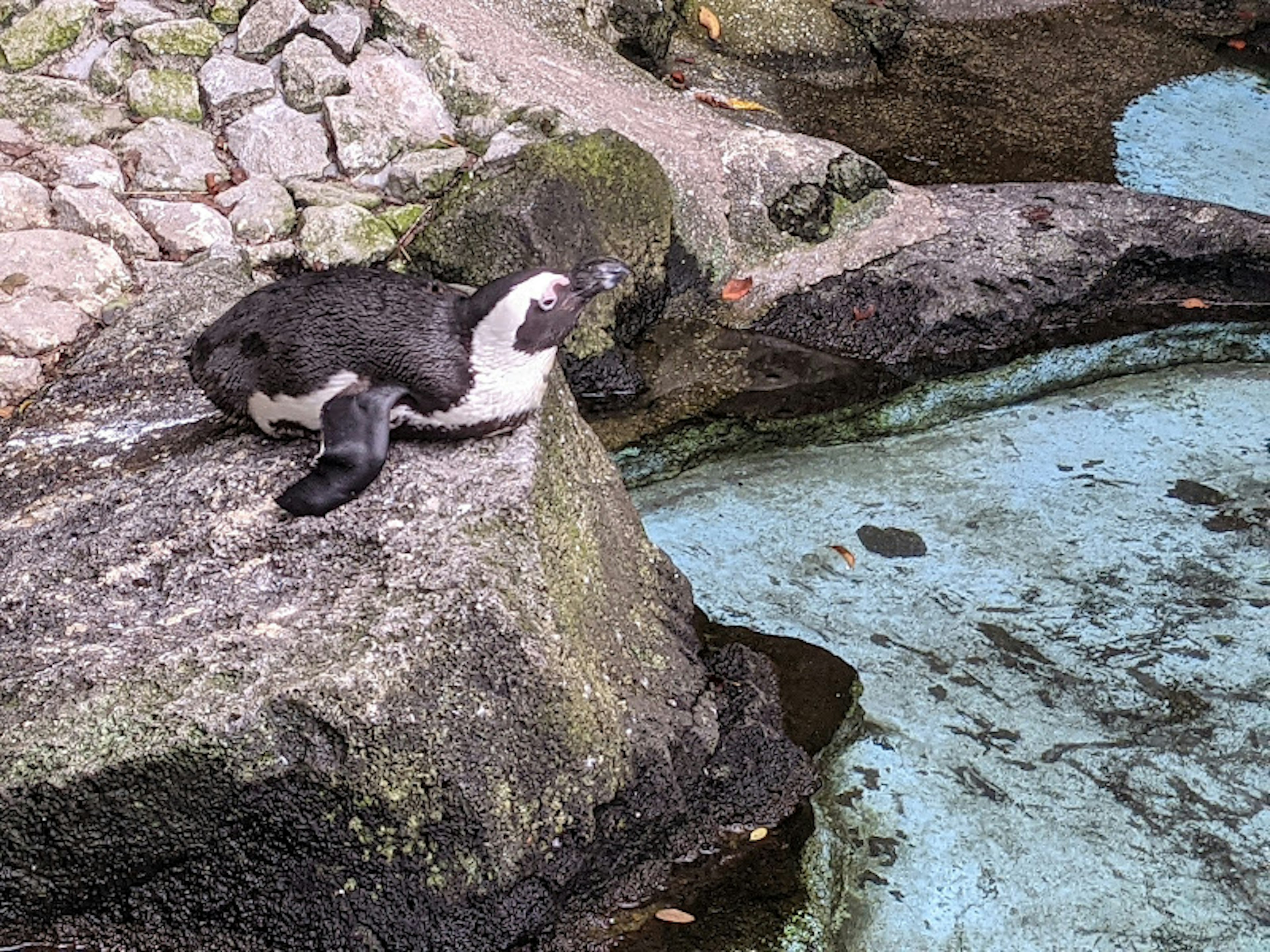 Penguin relaxing on a rock by blue water