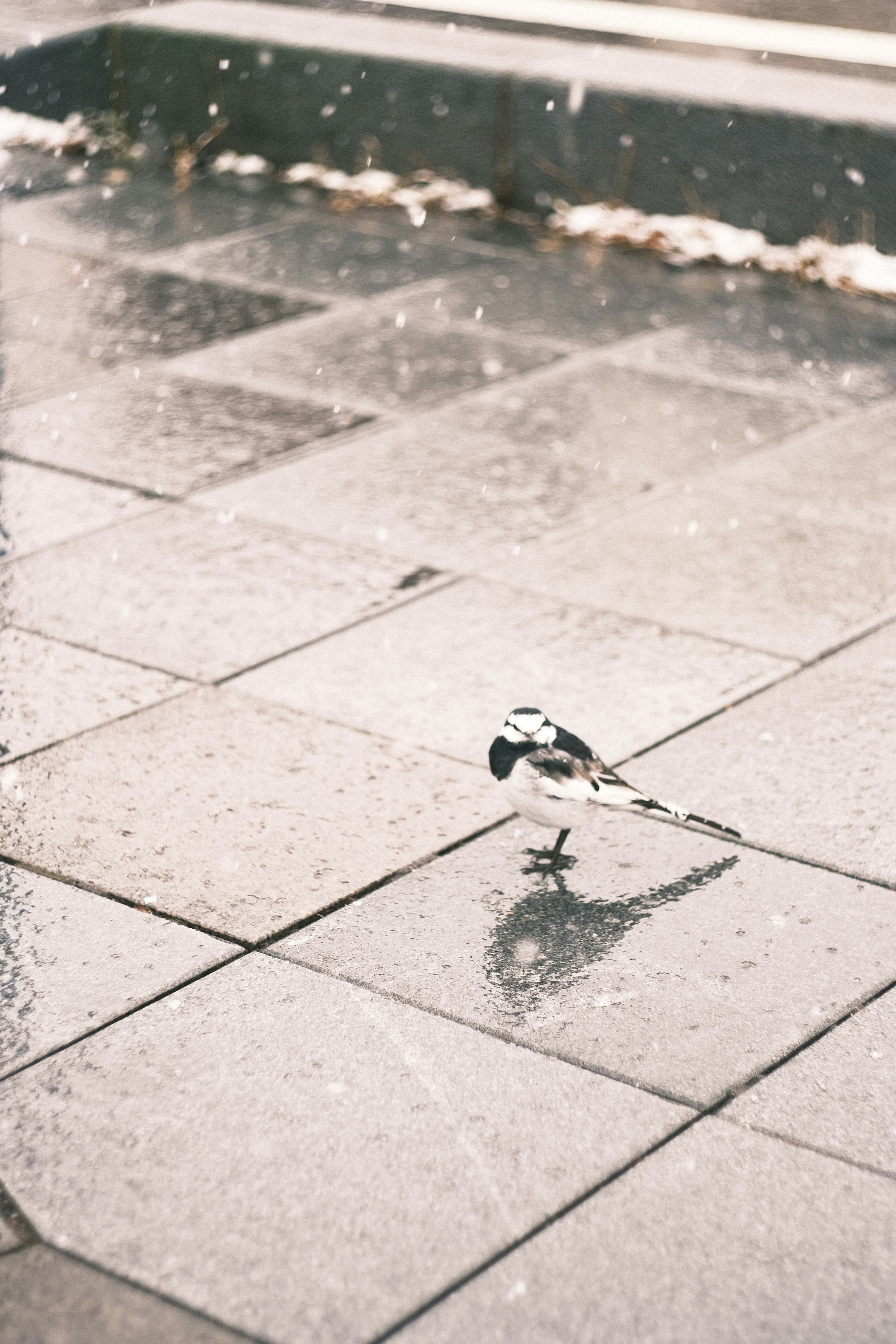 Ein kleiner Vogel, der auf einem nassen Gehweg mit seinem Schatten läuft