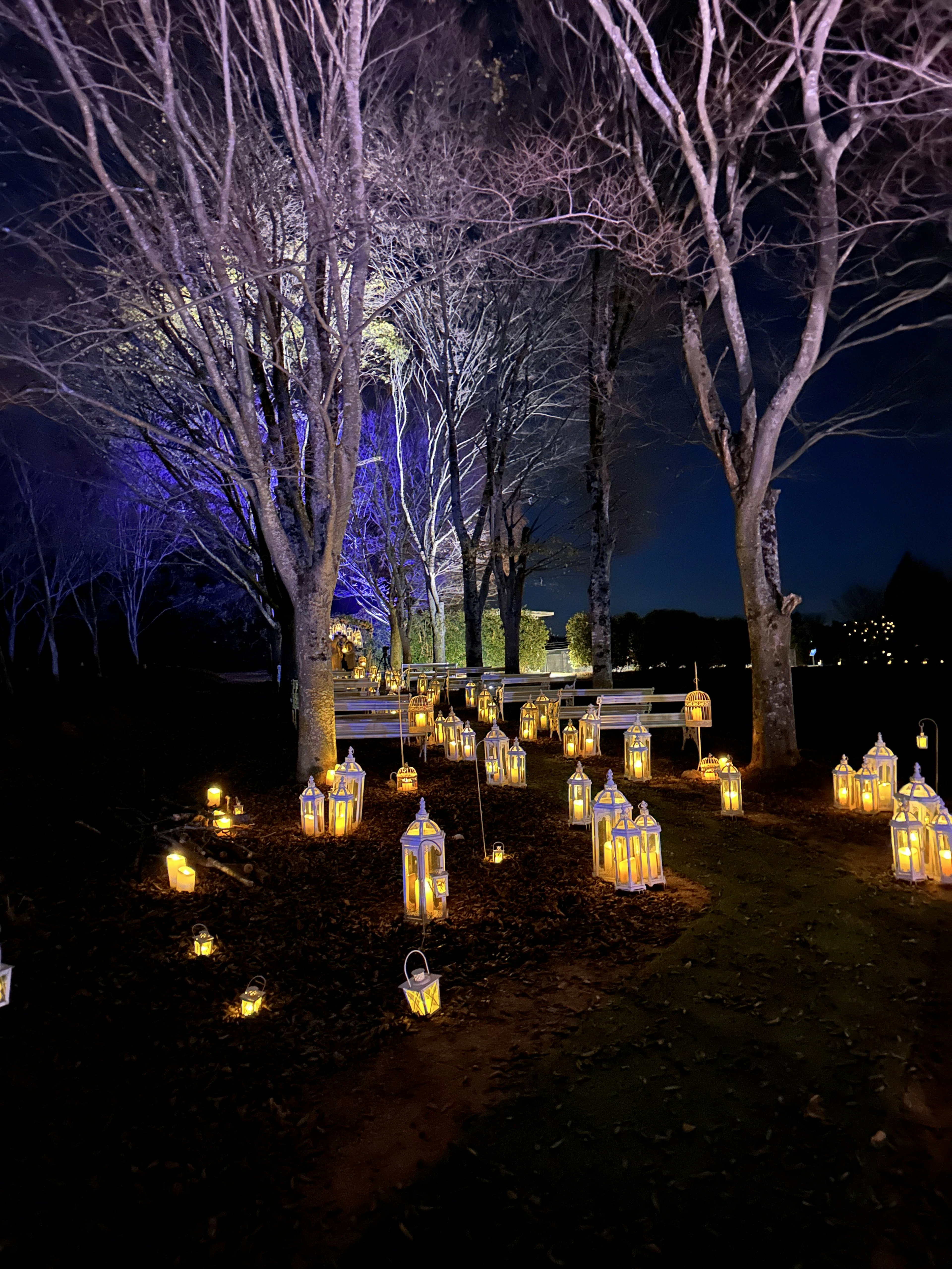 A serene park scene at night with lanterns and bare trees