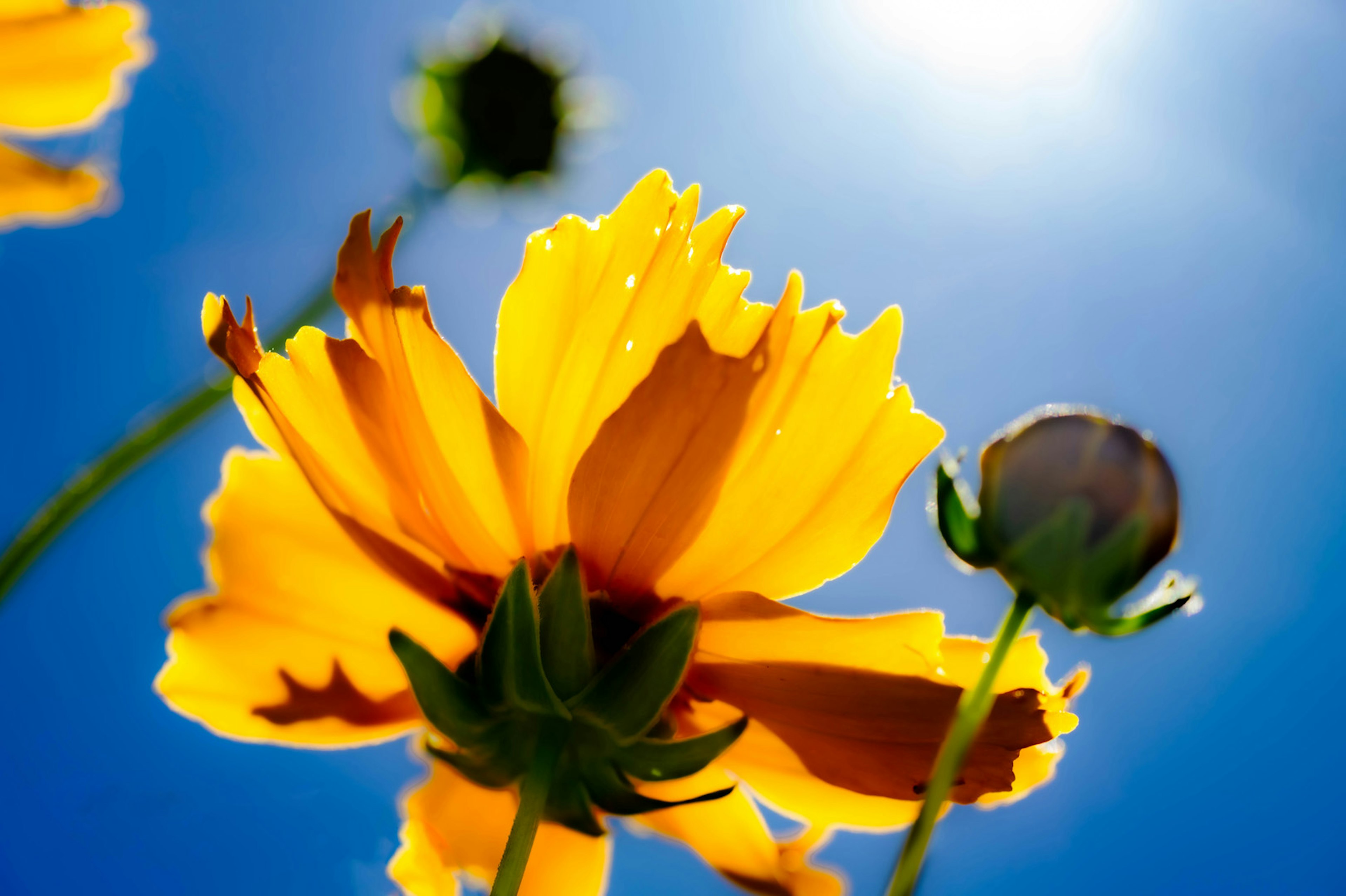 Acercamiento de flores amarillas contra un cielo azul