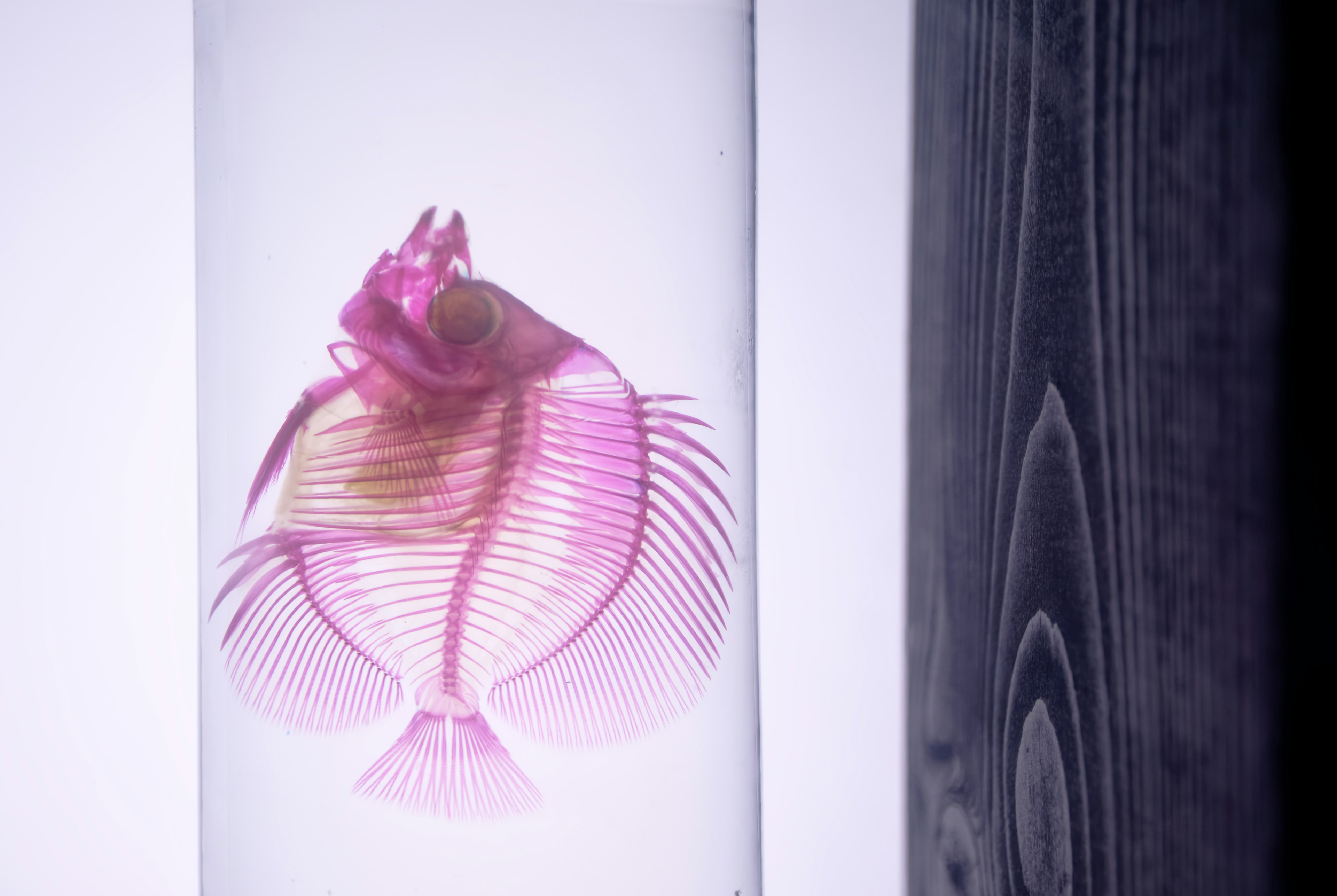 A pink fish floating in a transparent container