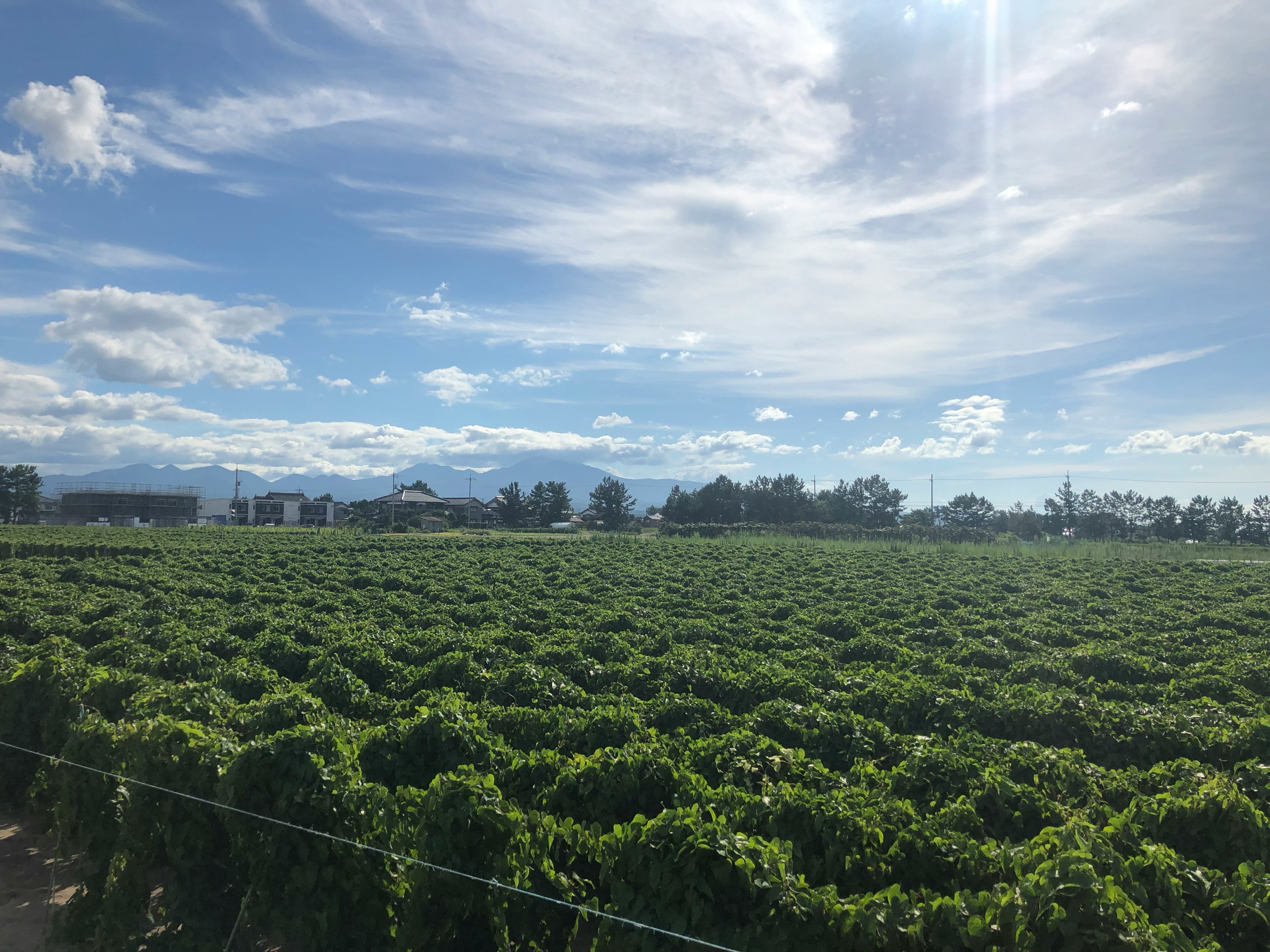 Expansive vineyard landscape under a blue sky