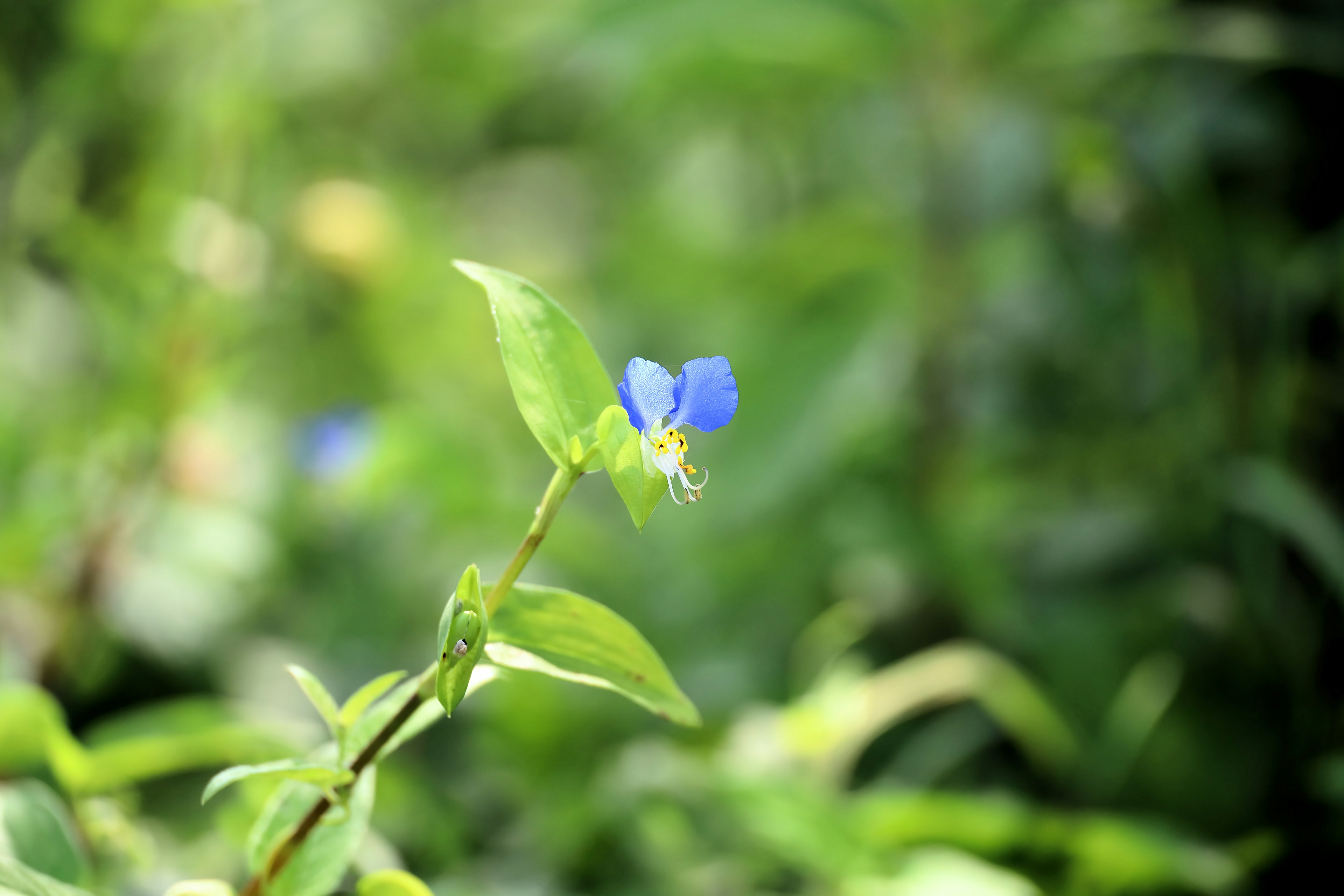 Nahaufnahme einer Pflanze mit blauen Blumen vor grünem Hintergrund