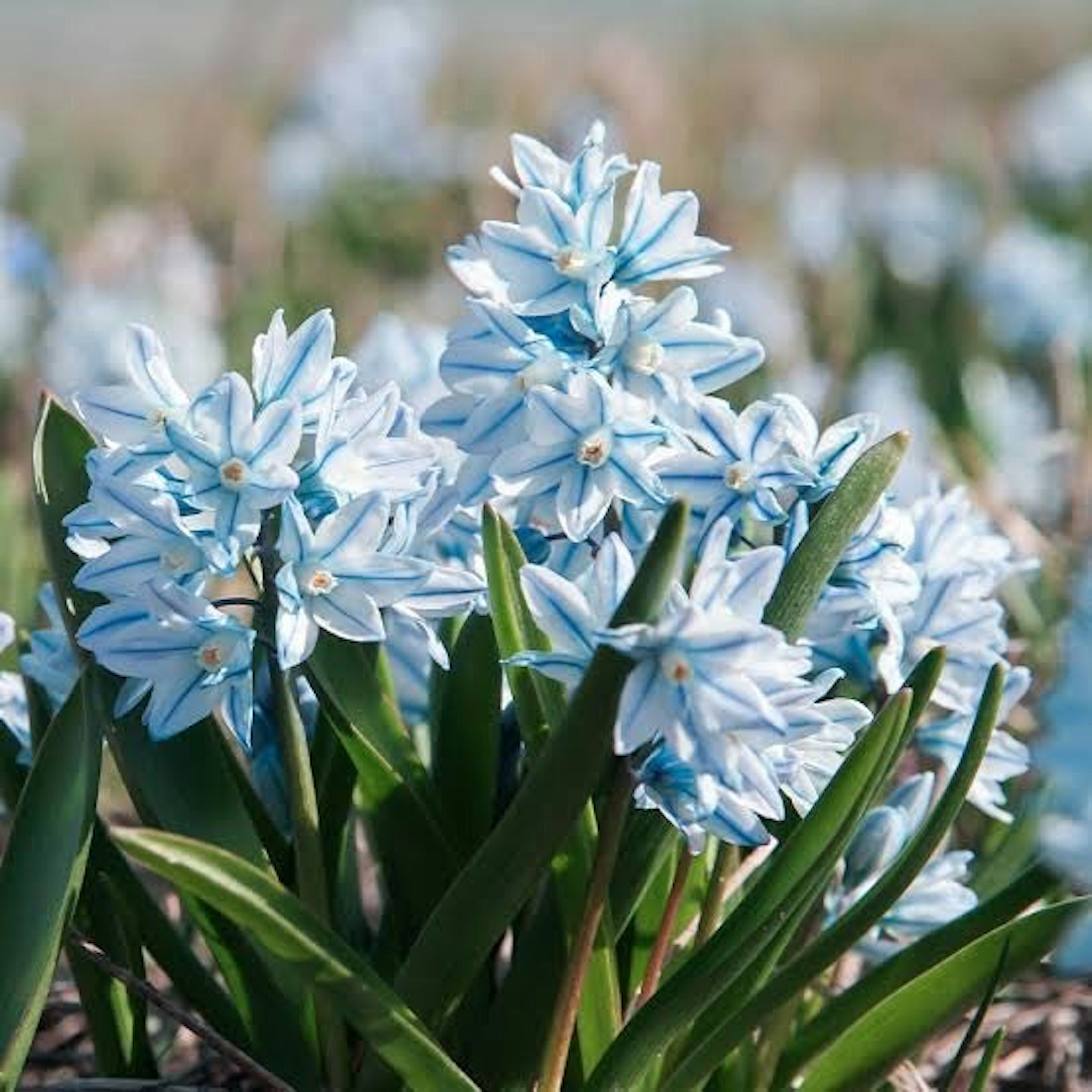 Groupe de fleurs bleu clair avec des feuilles vertes