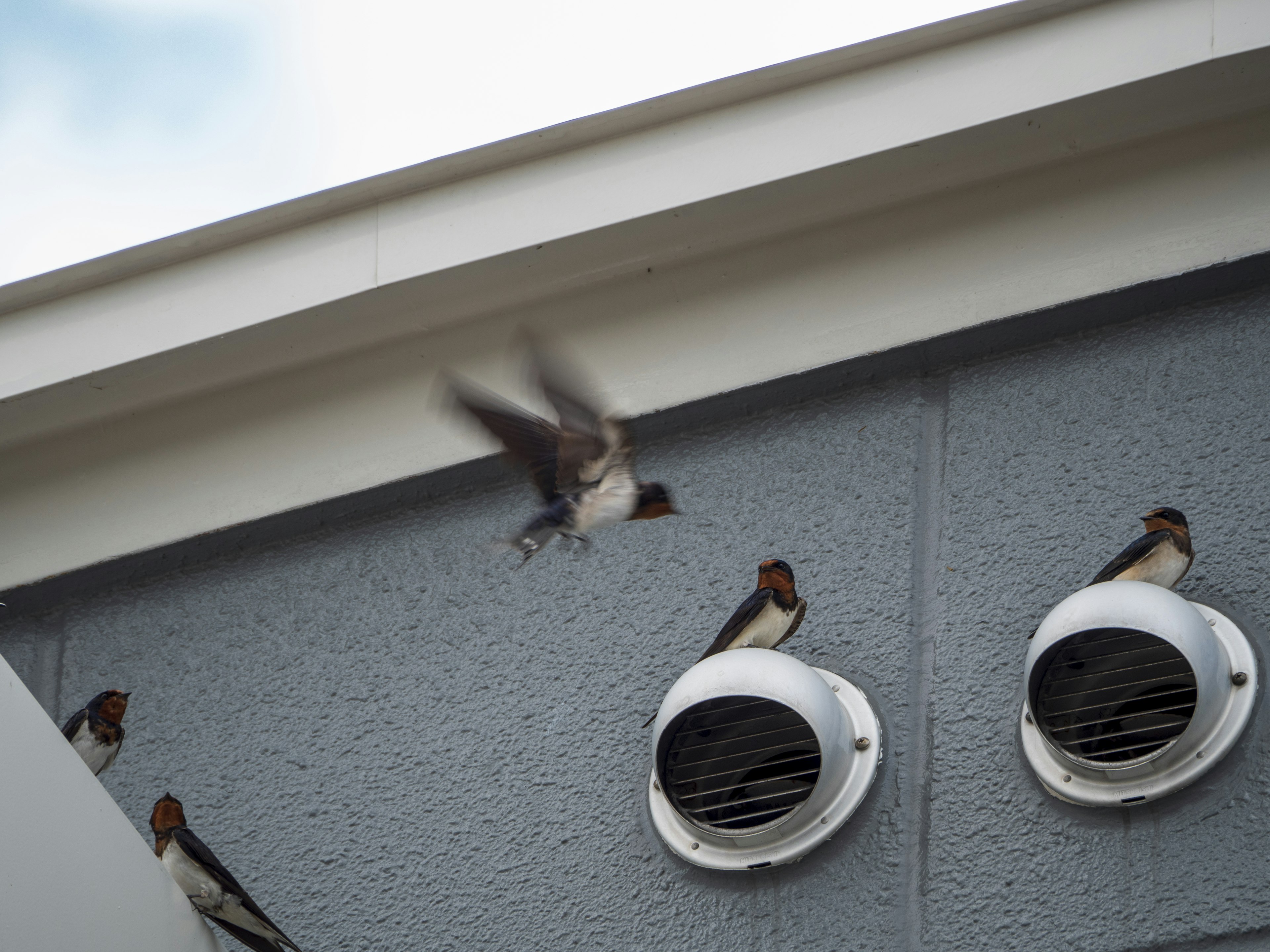 Gambar sekumpulan burung layang-layang di atap dengan ventilasi