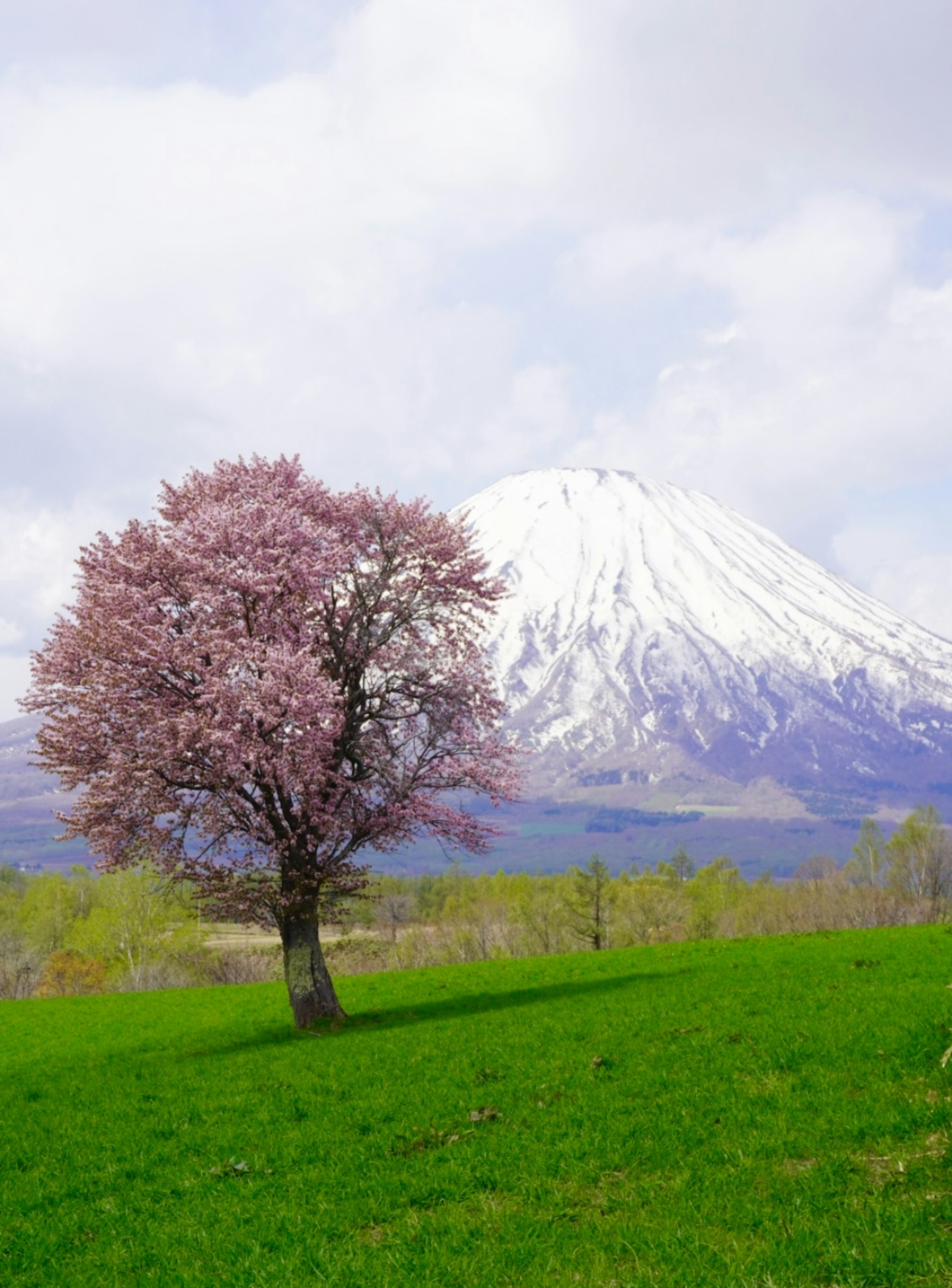 雪をかぶった山と桜の木がある風景