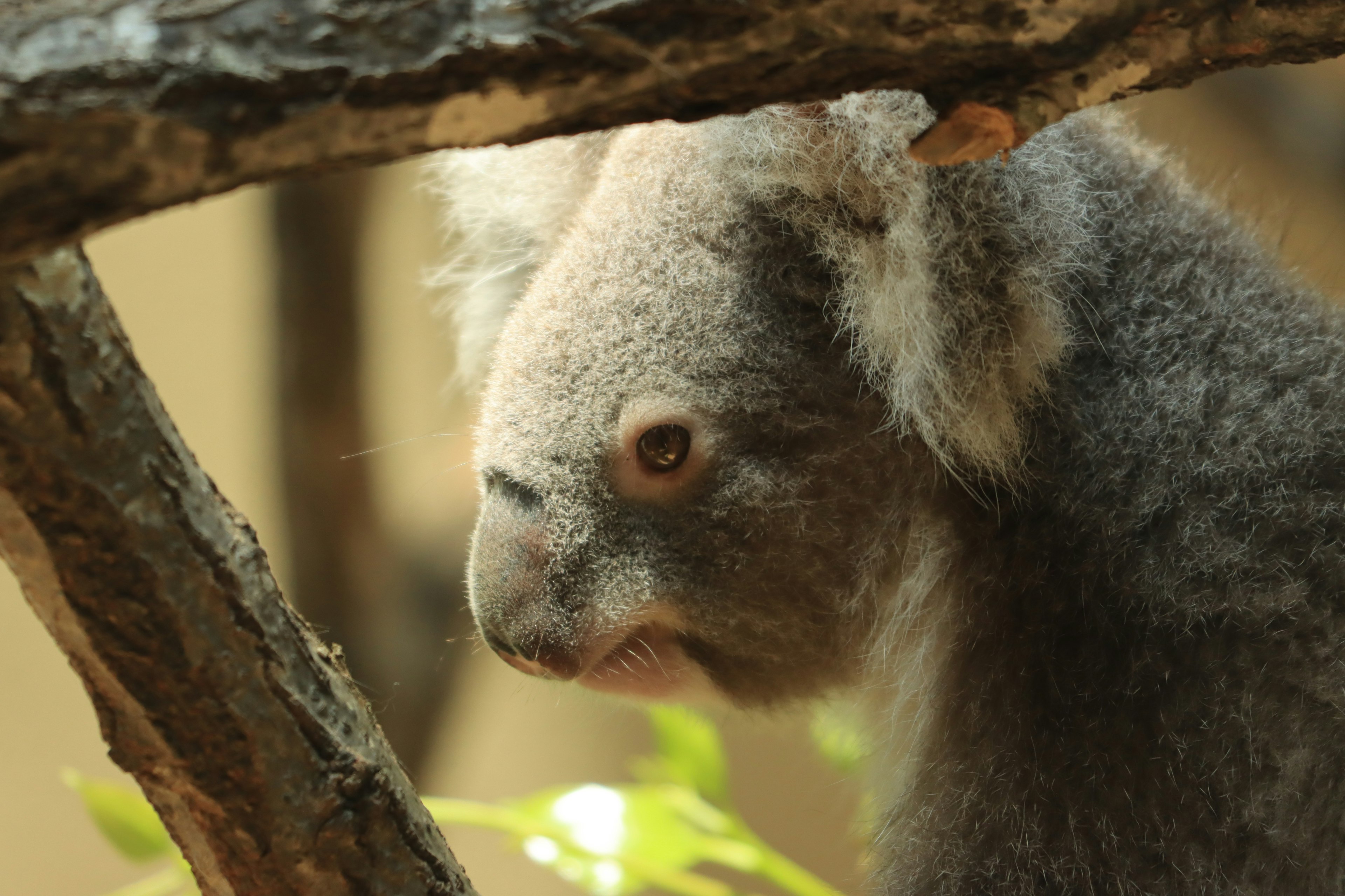 Profil d'un koala visible à travers des branches d'arbres