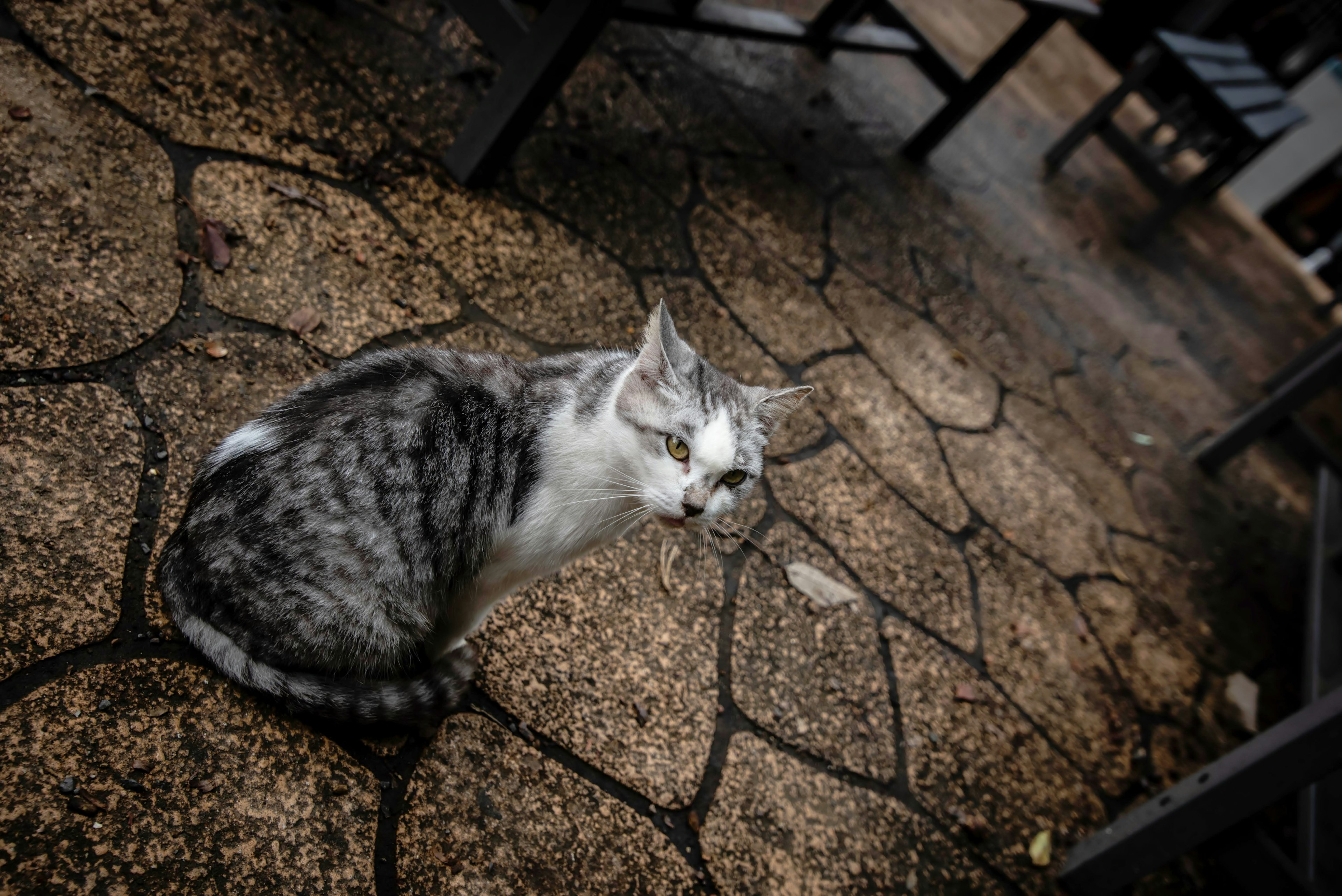 Chat gris assis sur une surface pavée