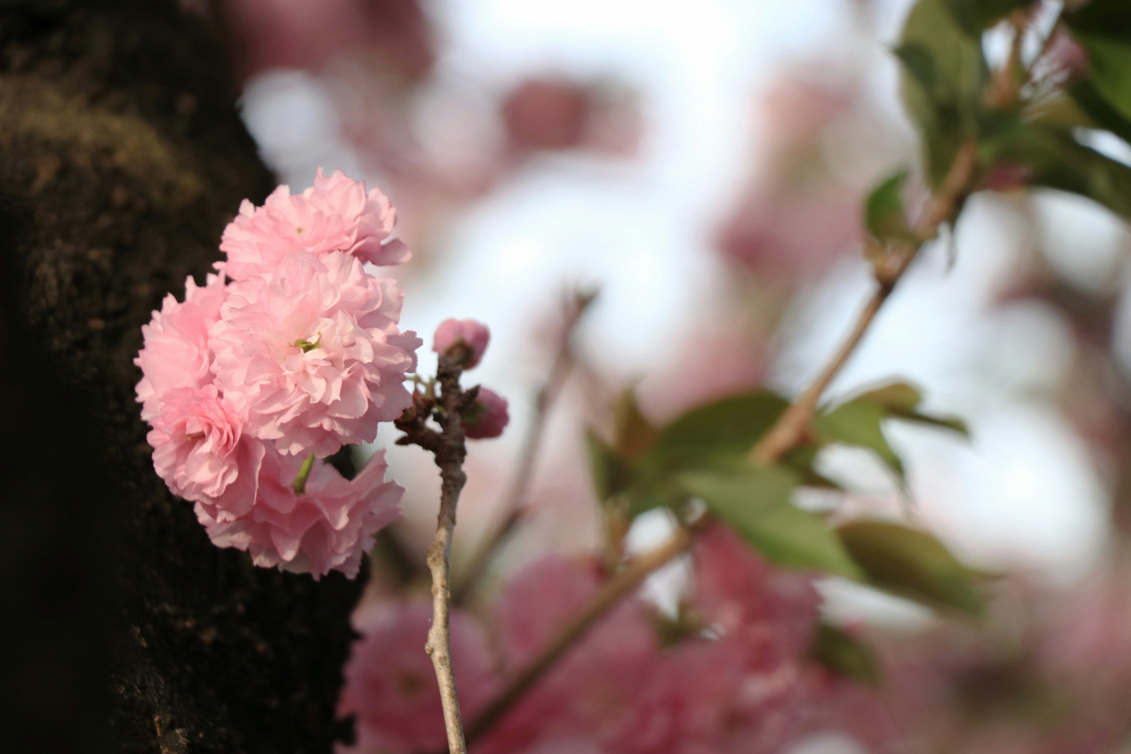 桜の花が咲いている様子 ピンクの花びらと緑の葉 ぼんぼりのような形