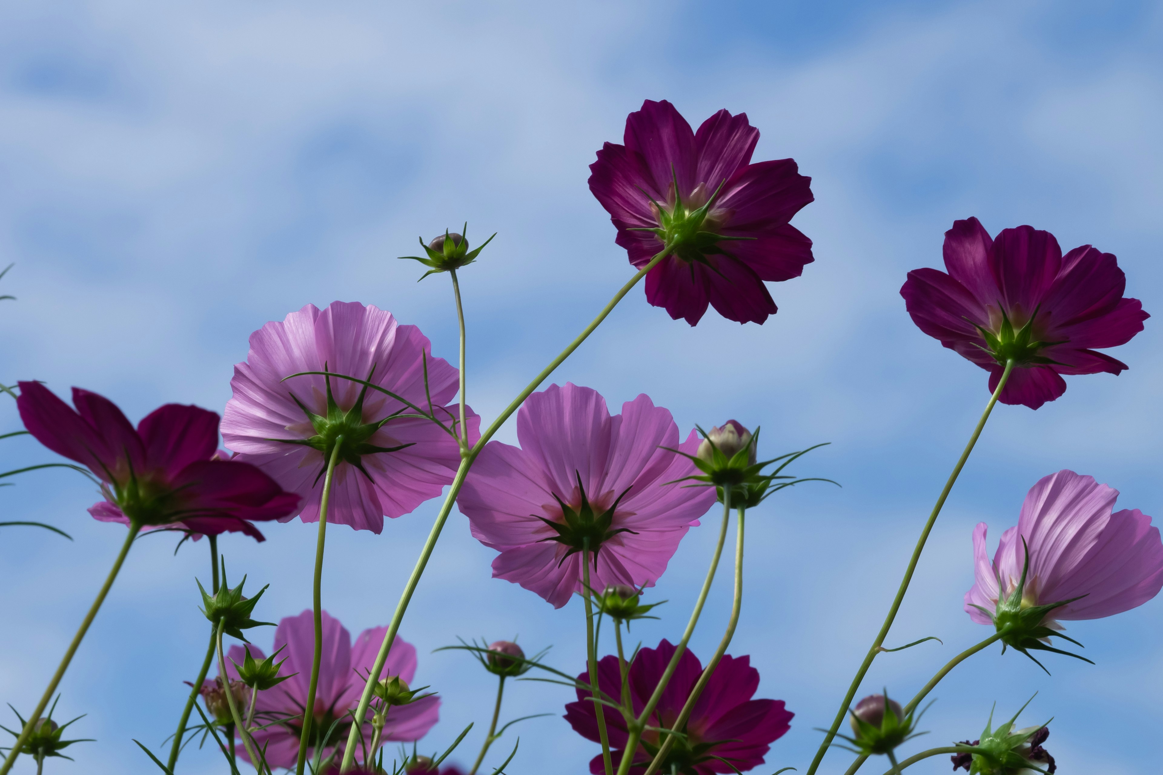 Flores de cosmos coloridas contra un fondo de cielo azul