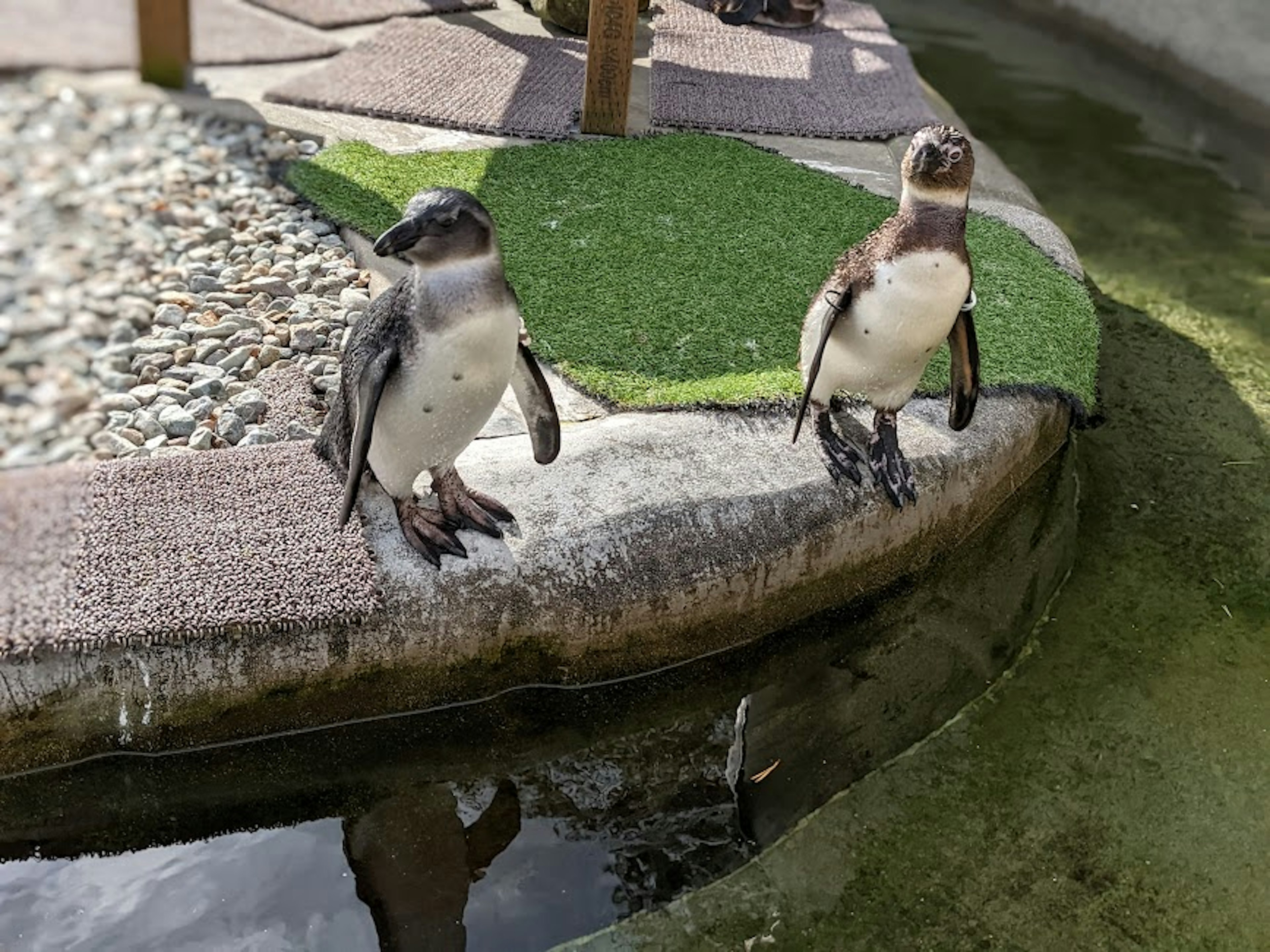 Deux pingouins se tenant au bord de l'eau