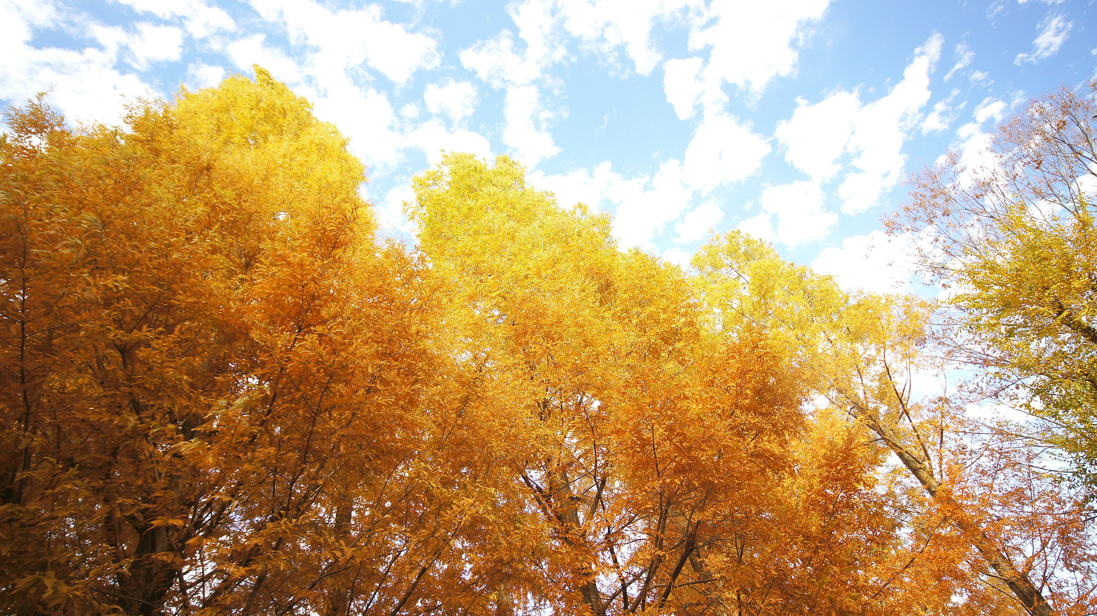 Landscape of autumn foliage with bright yellow leaves and blue sky