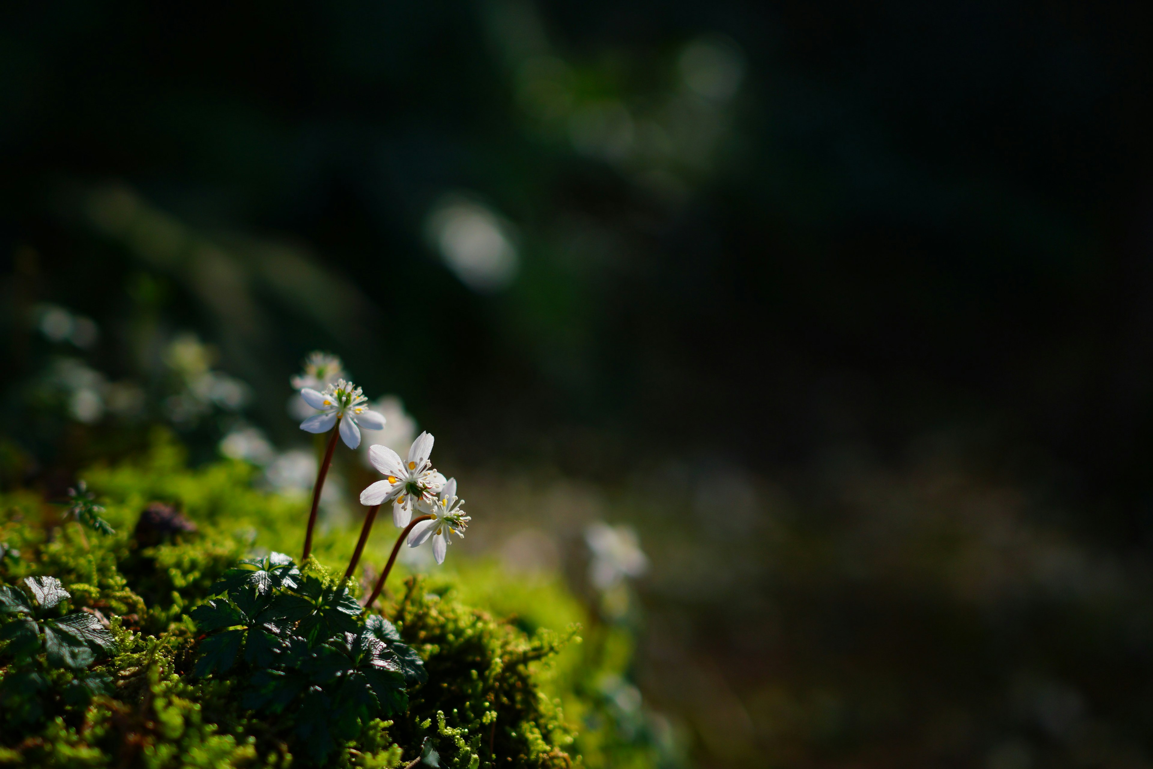 Small white flowers blooming on green moss with a blurred dark background