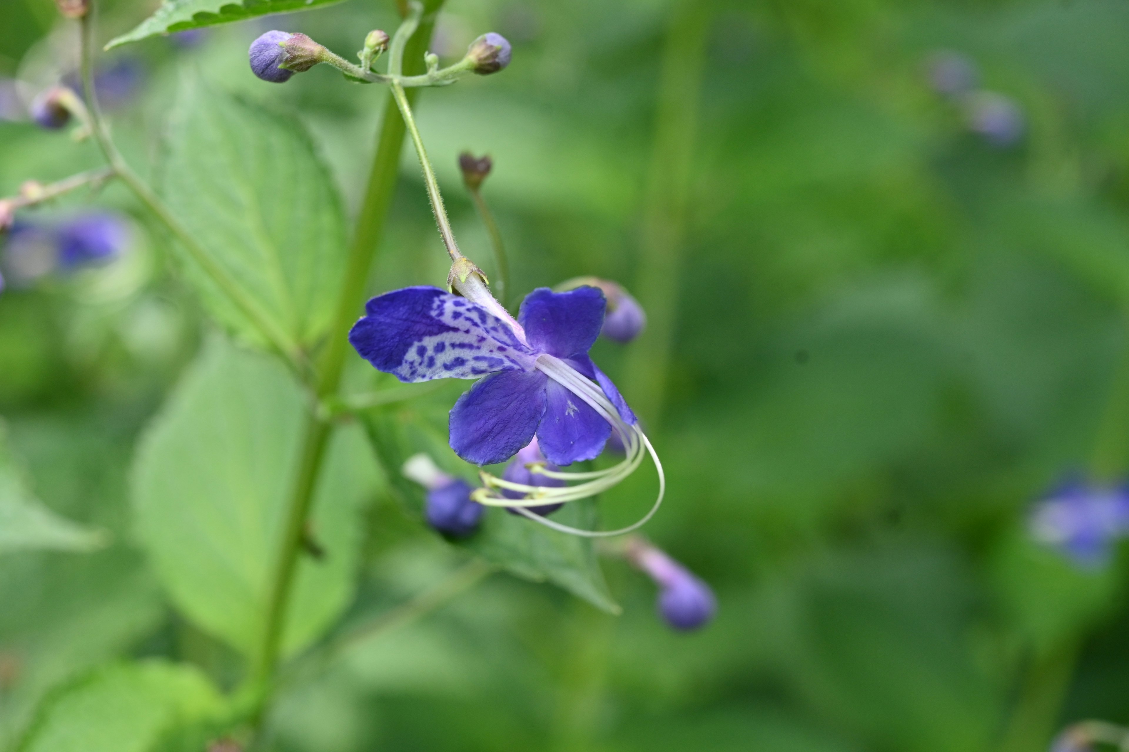 Gros plan d'une fleur violette avec des feuilles vertes