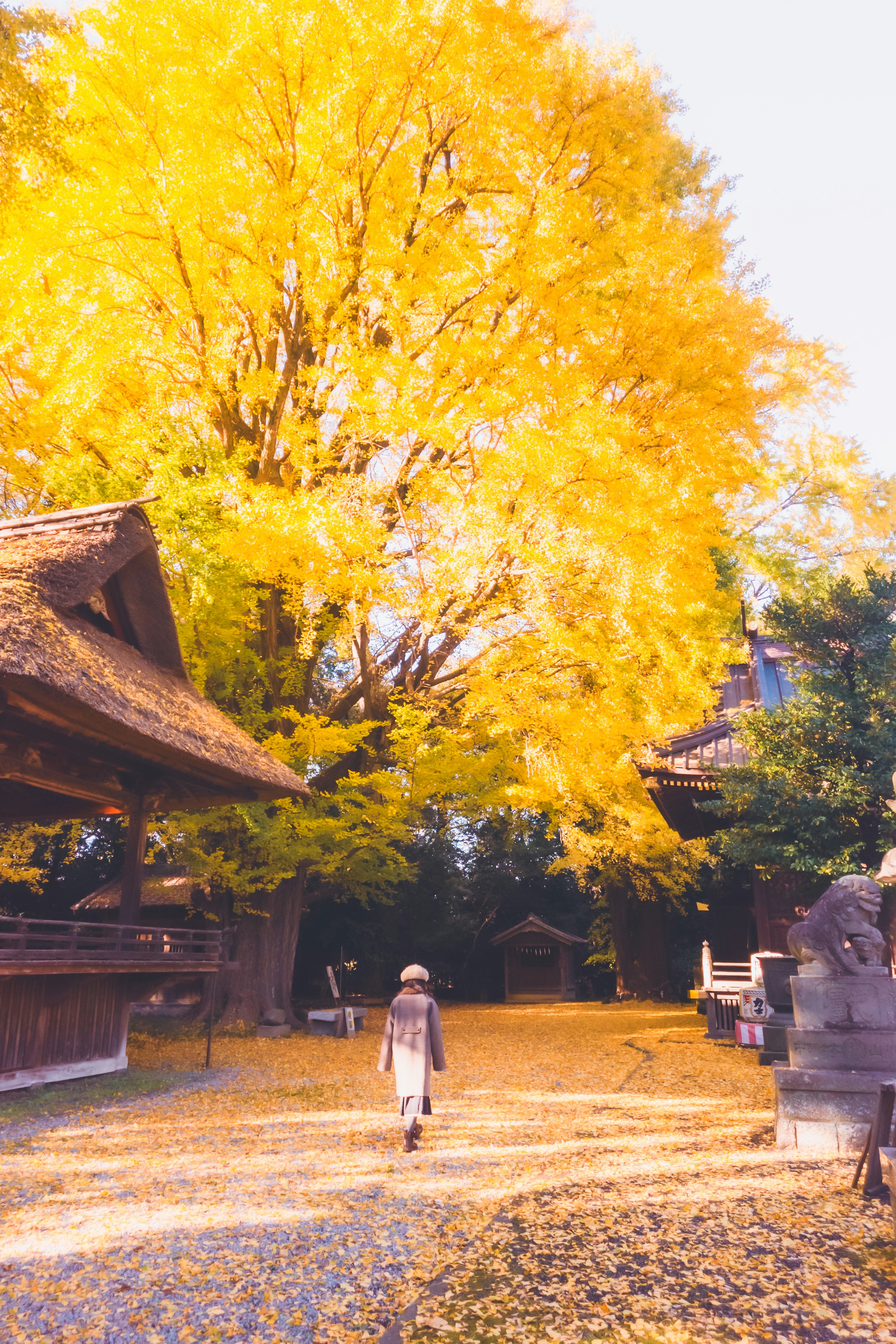 黄色い葉が生い茂る大きな木の下を歩く人物の風景