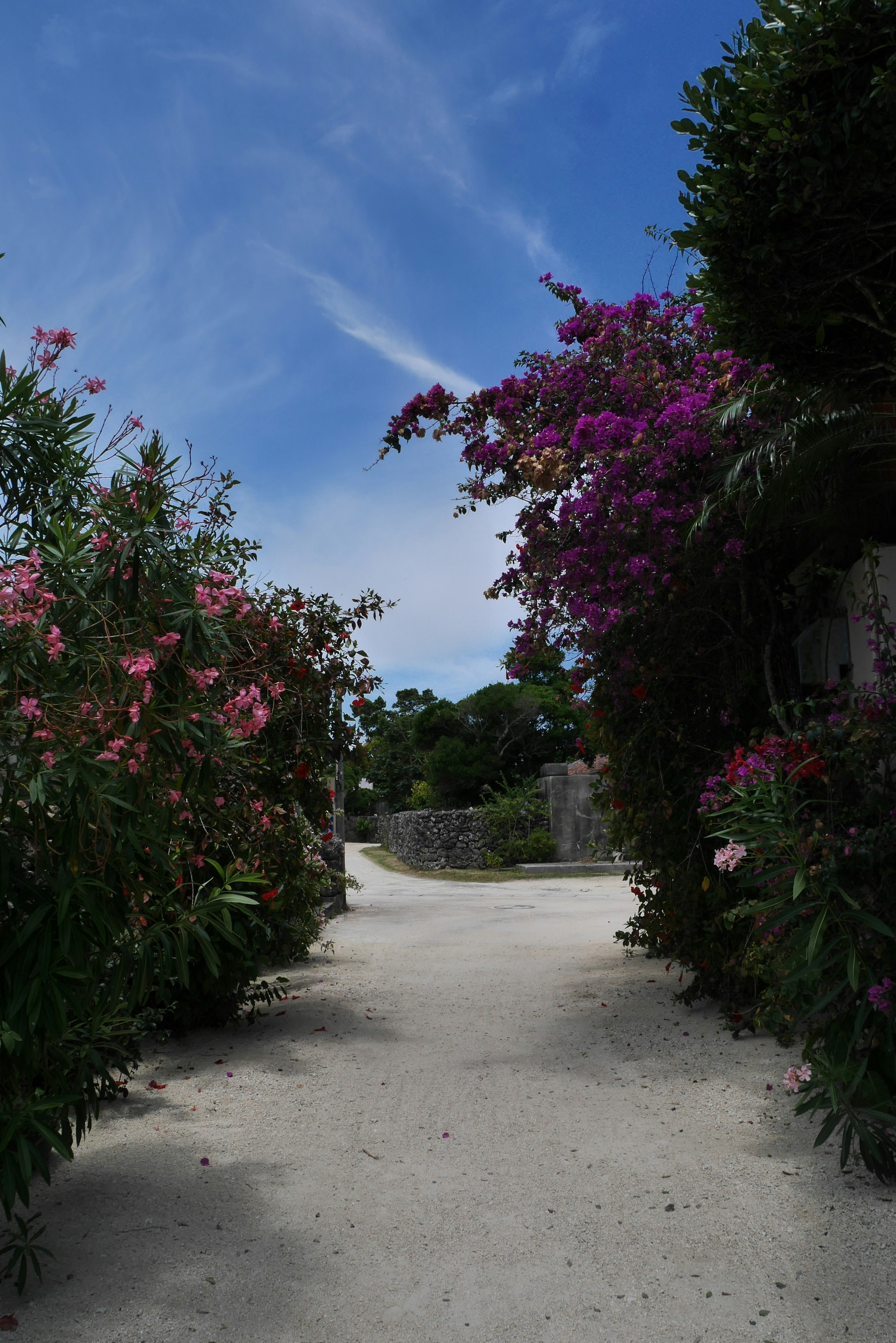 Pathway flanked by vibrant flowers leading to a blue sky