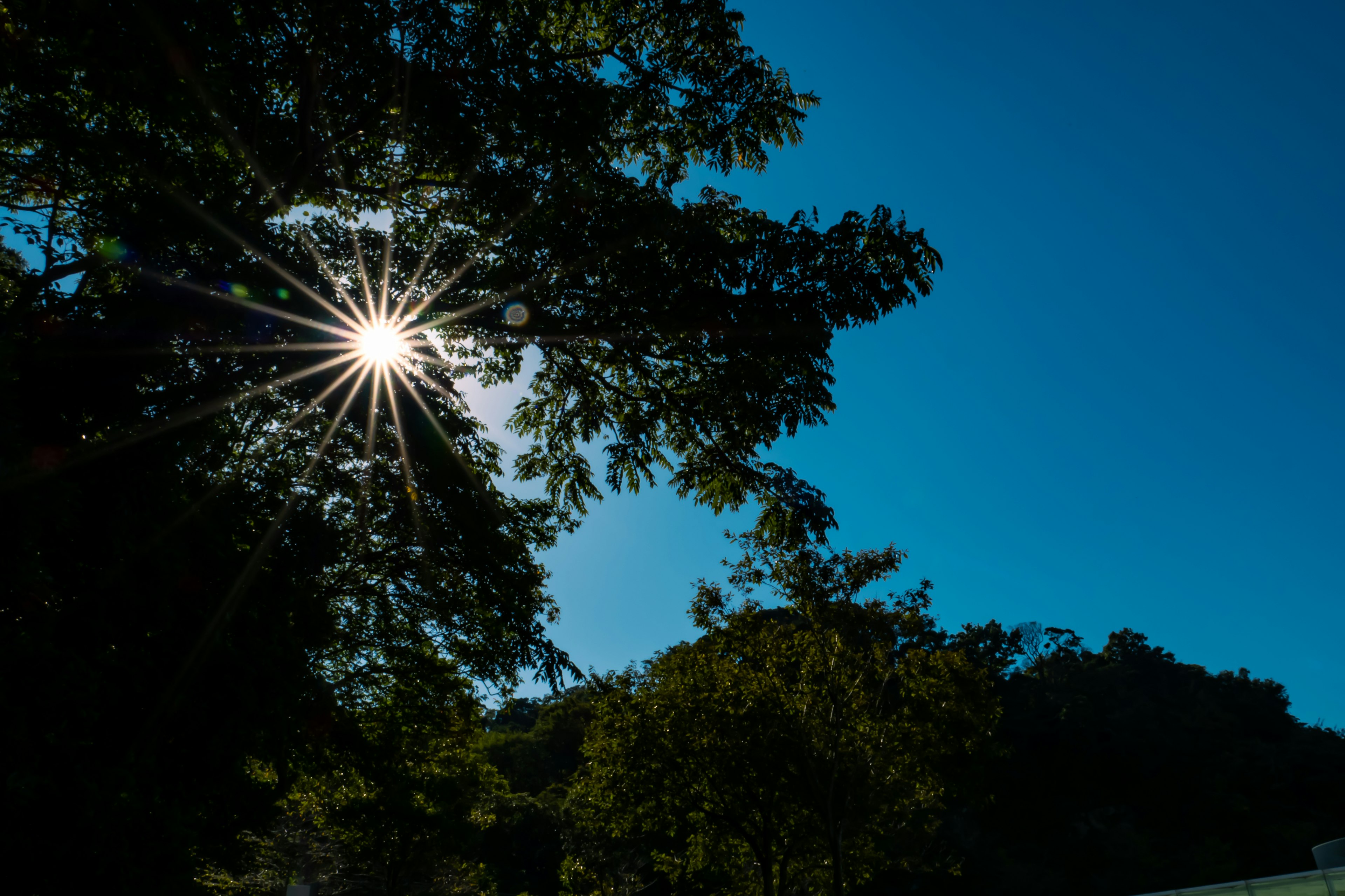 Sonnenlicht, das durch Bäume unter einem klaren blauen Himmel strömt