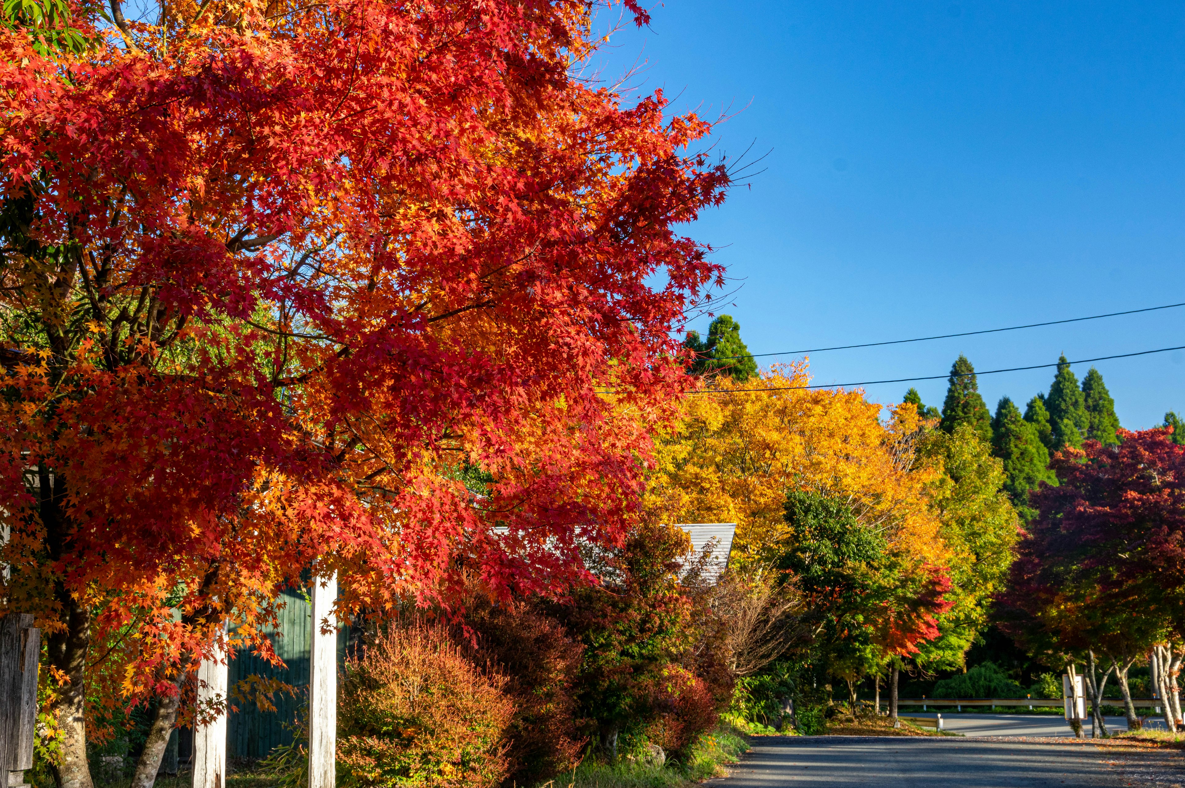 Lebendige Herbstlaub entlang einer malerischen Straße