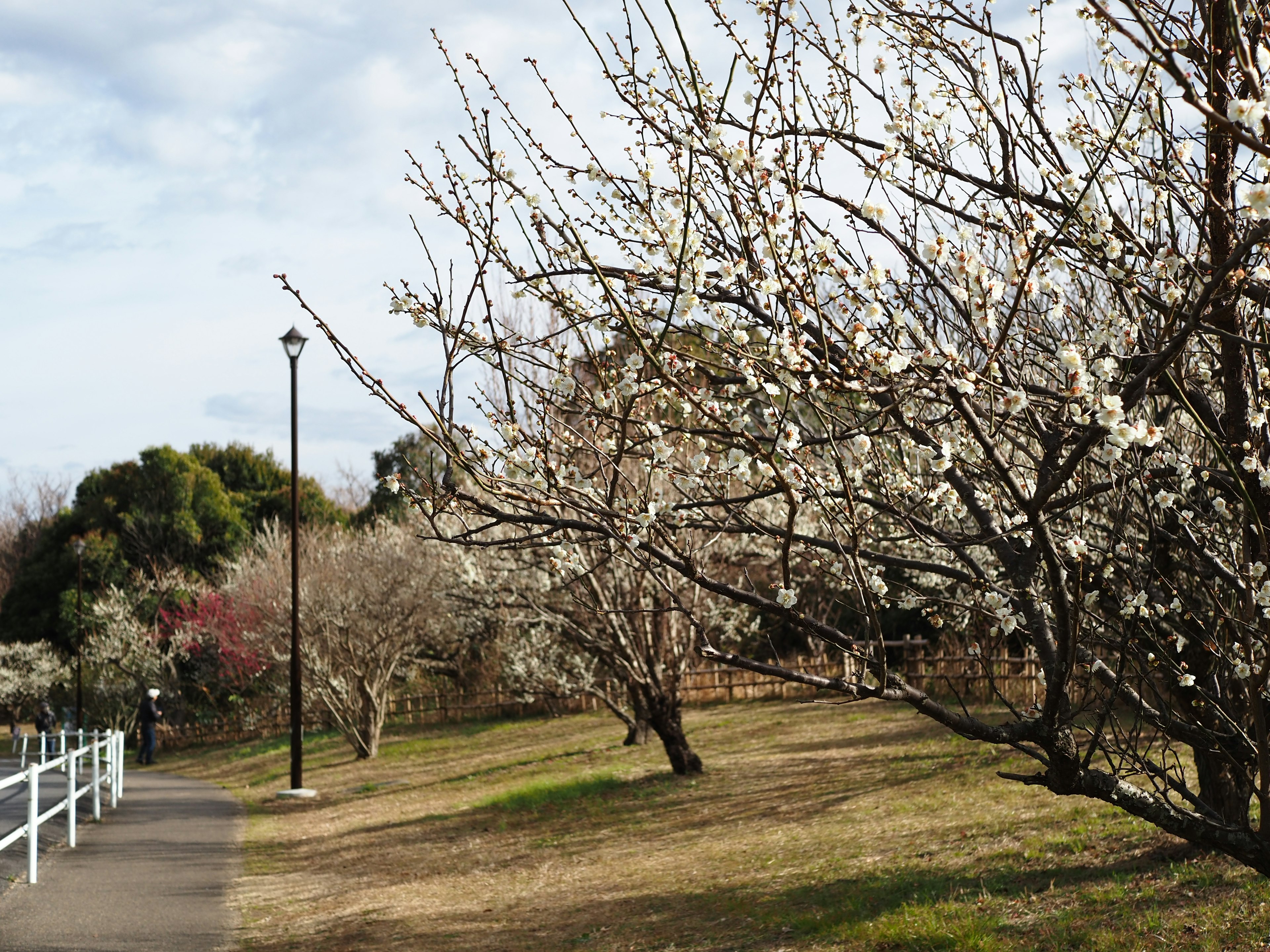 Pathway in a park lined with flowering trees