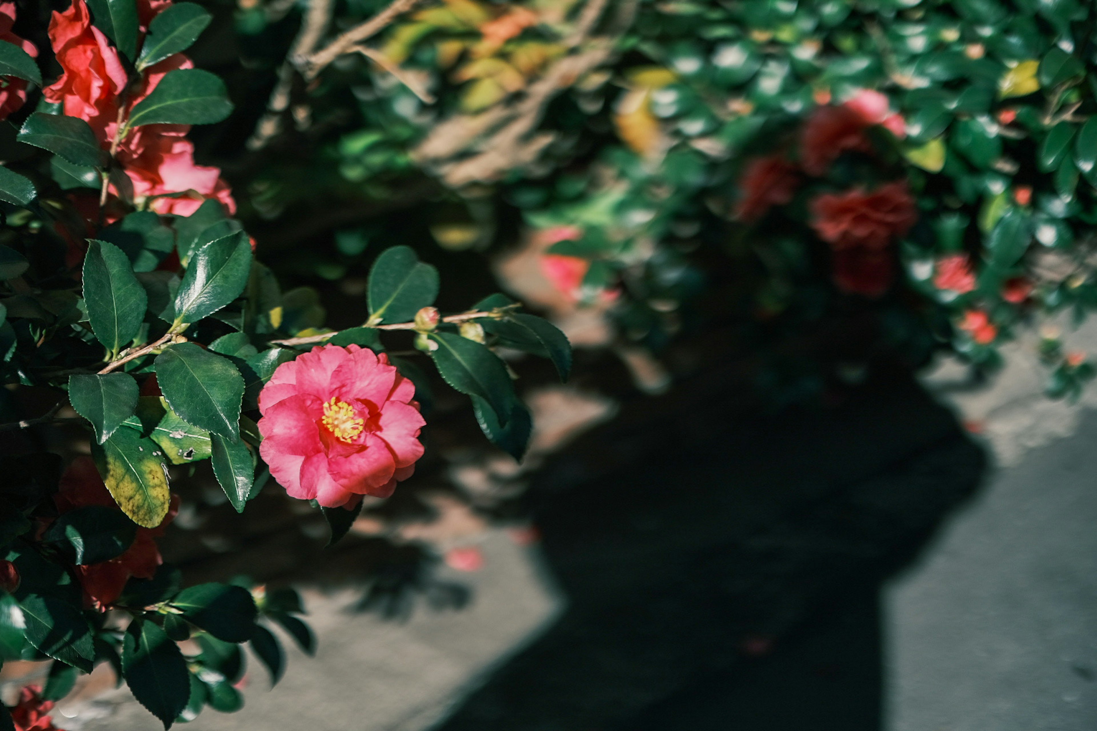 Nahaufnahme von lebhaften rosa Blumen mit grünen Blättern