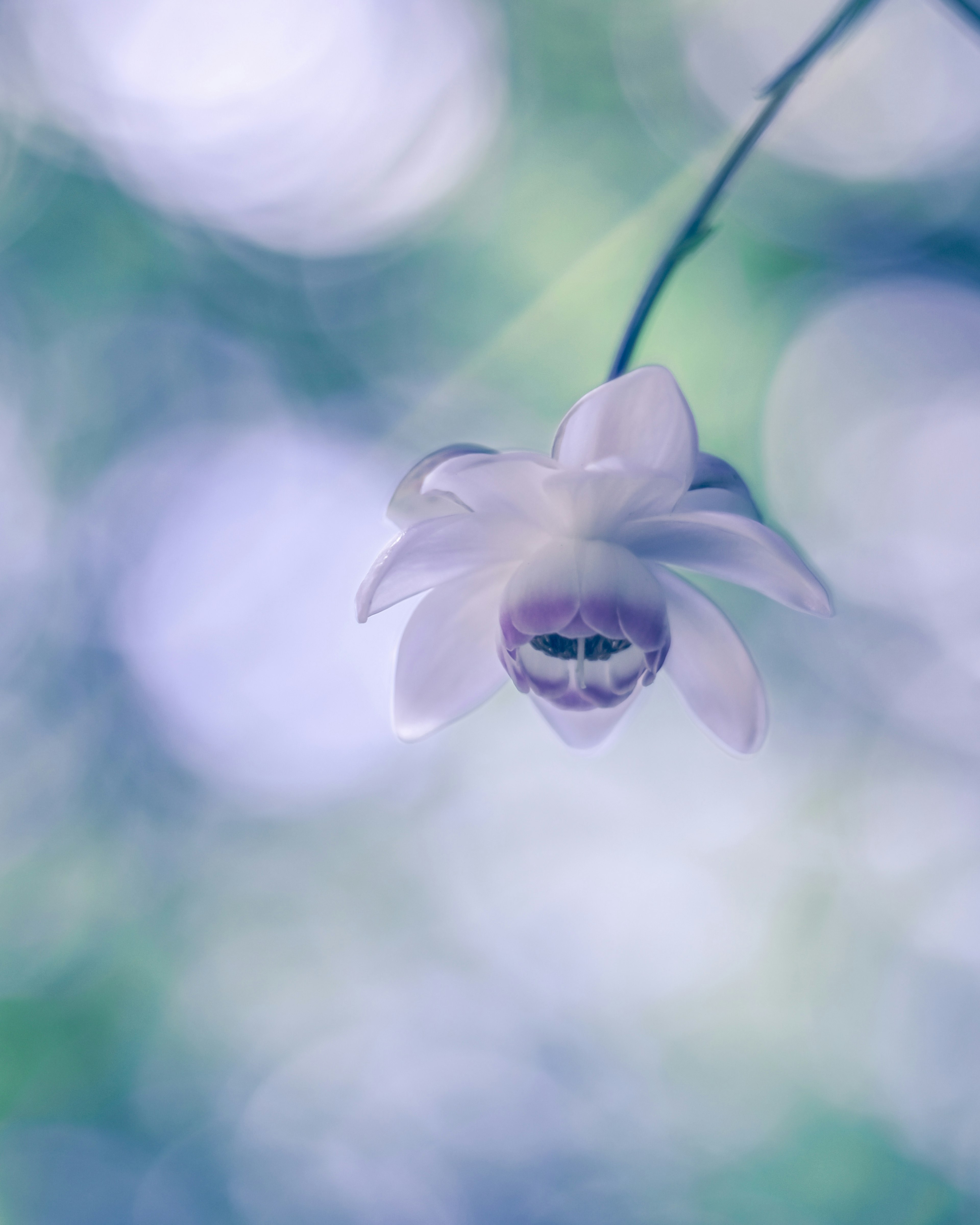 Zarte lila Blume vor unscharfem Hintergrund