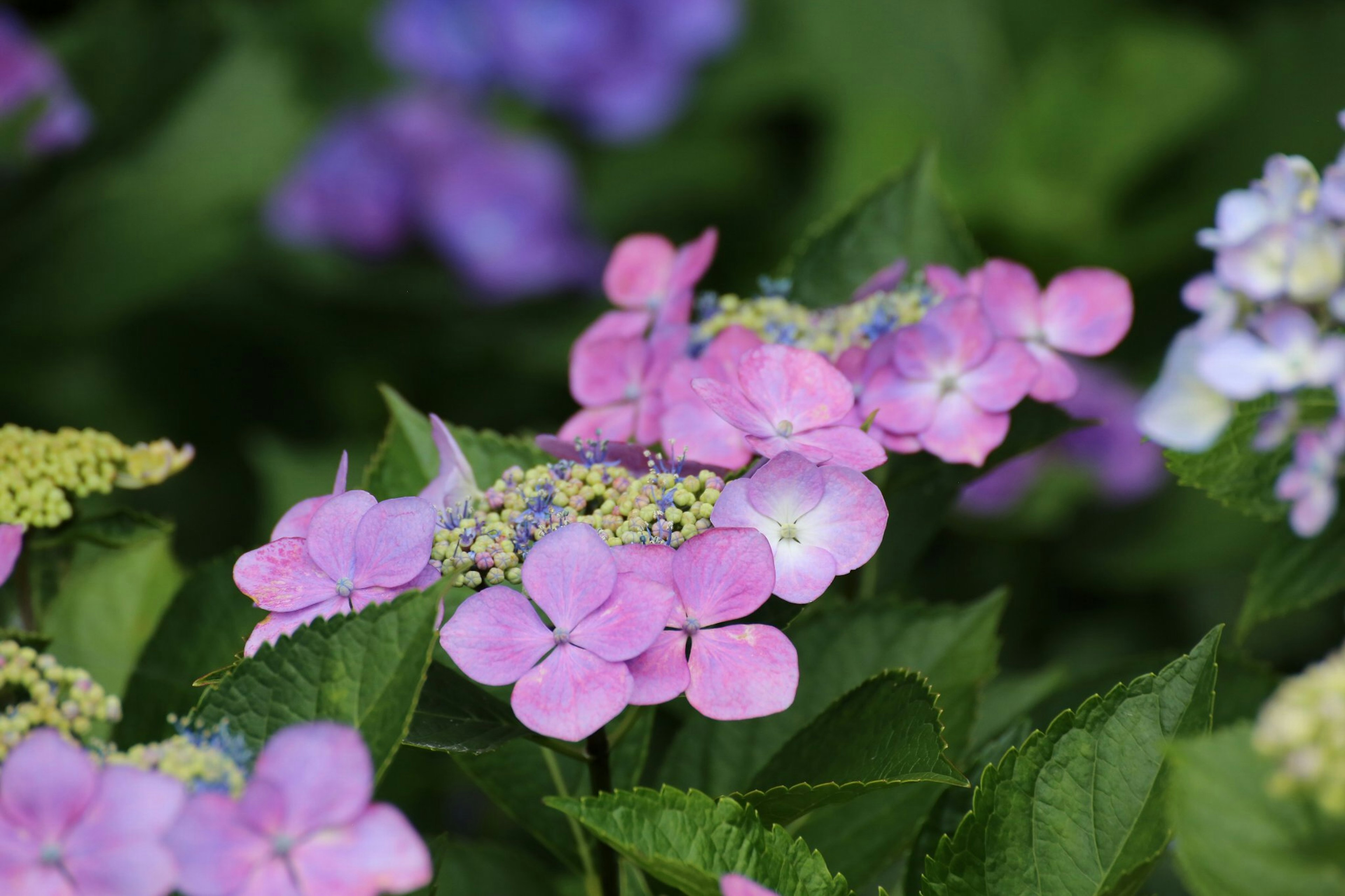 Bunte Hortensienblüten blühen in einem Garten