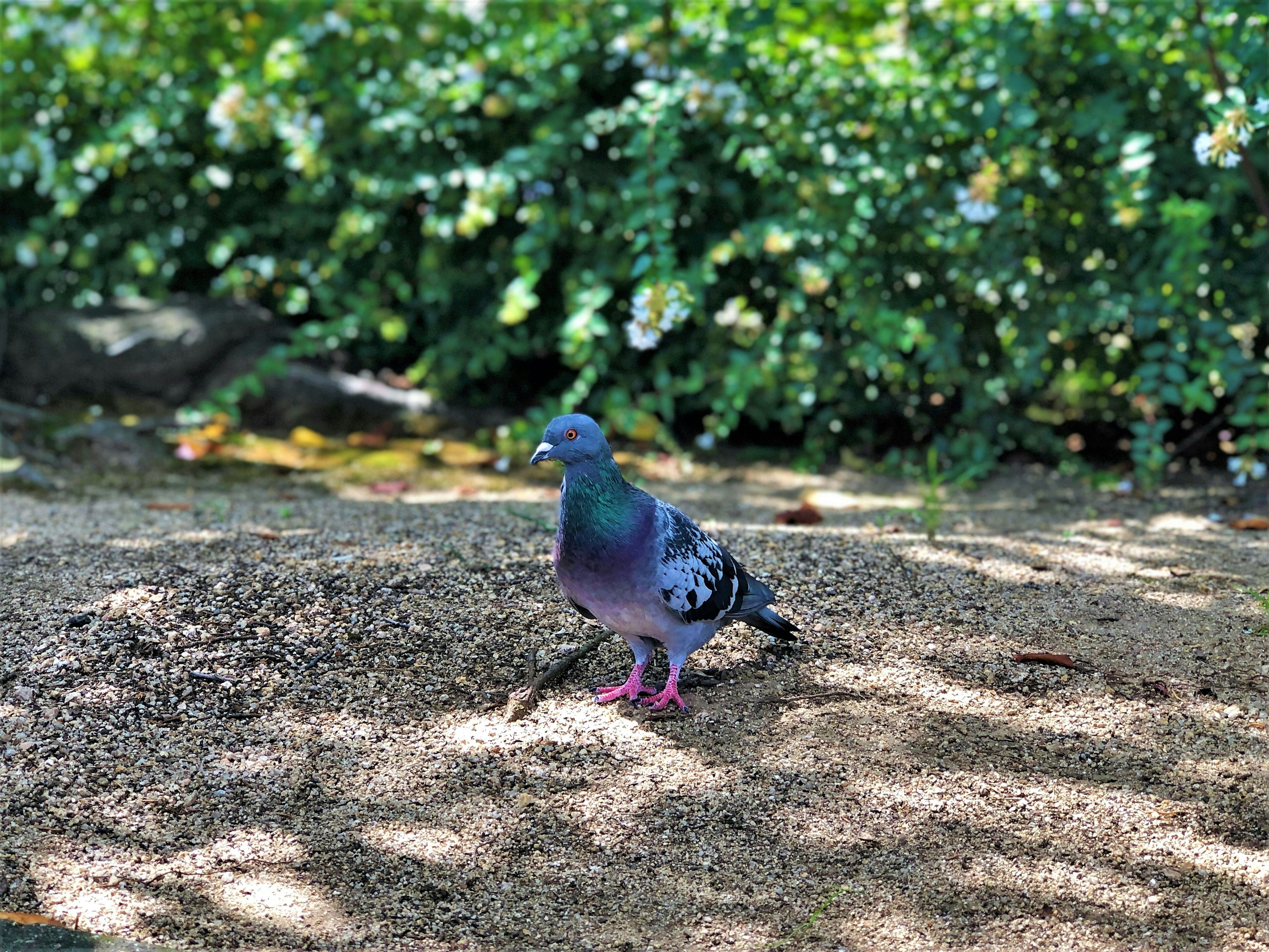 Una paloma azul caminando sobre un camino de arena en un parque con follaje verde de fondo