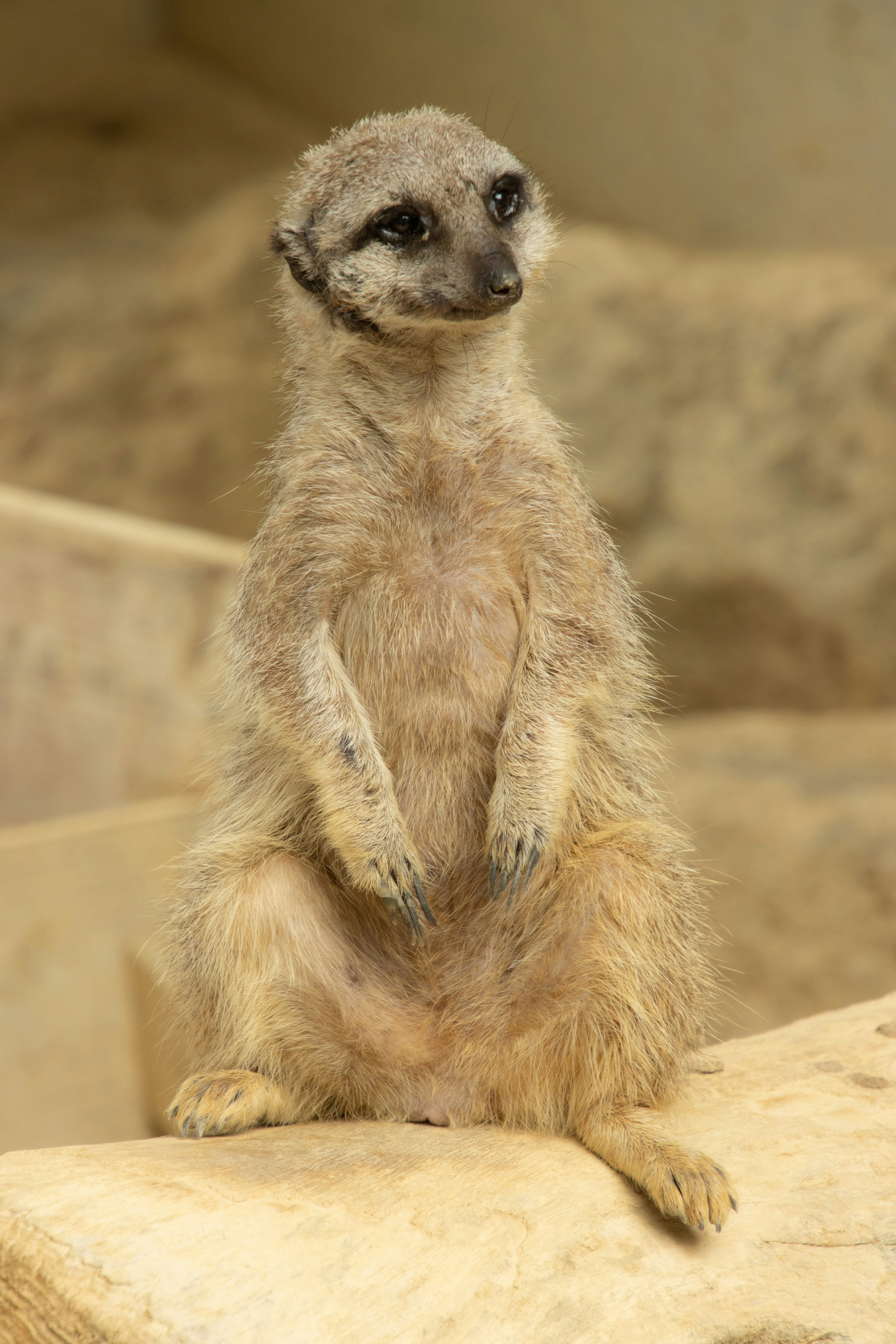 Ein Erdmännchen steht aufrecht mit einem neugierigen Gesichtsausdruck